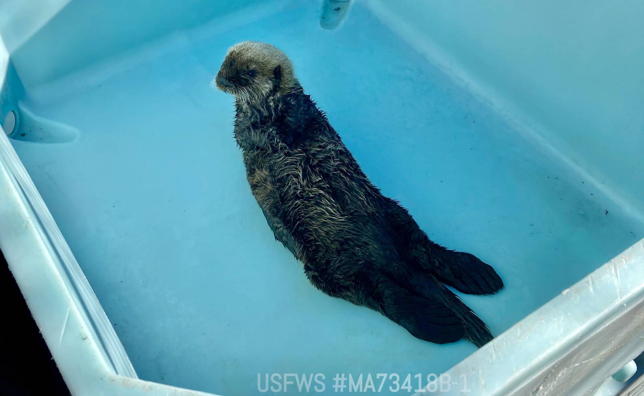 A male sea otter from Kasilof admitted to the Alaska SeaLife Center’s Wildlife Response Program. (Photo courtesy Alaska SeaLife Center)