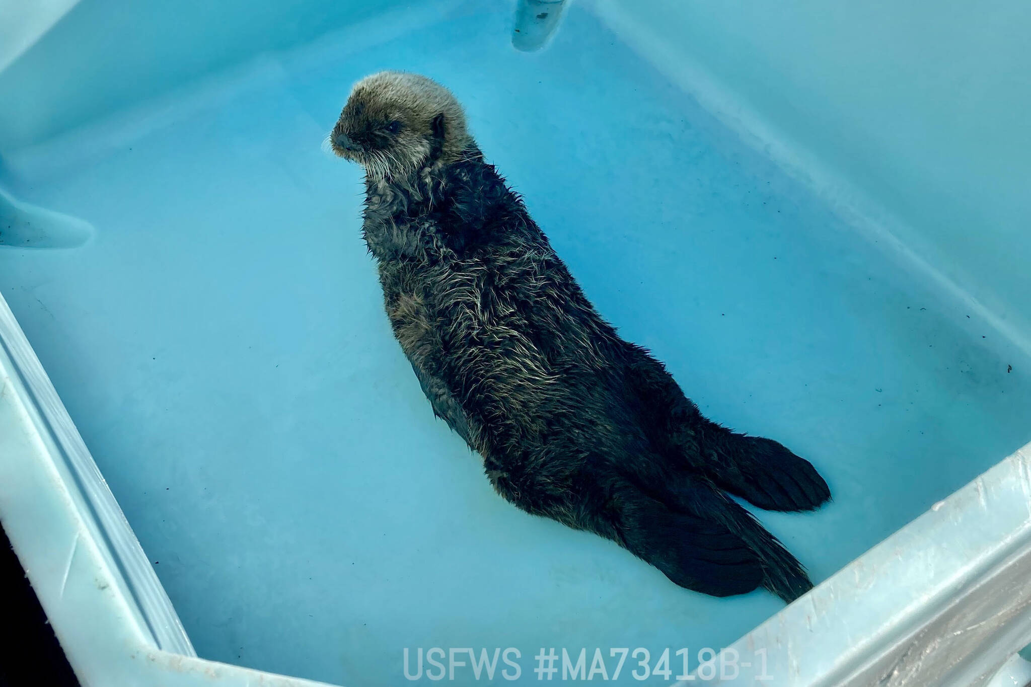A male sea otter from Kasilof admitted to the Alaska SeaLife Center’s Wildlife Response Program. (Photo courtesy Alaska SeaLife Center)