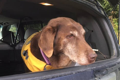 Allie, the 14-year-old chocolate lab who helped rescue Thunder from the ravine, rests after being reunited with her owner, Elise Boyer. (Photos by Donna Faulkner, Elise Nacht Boyer and Janet Fink)