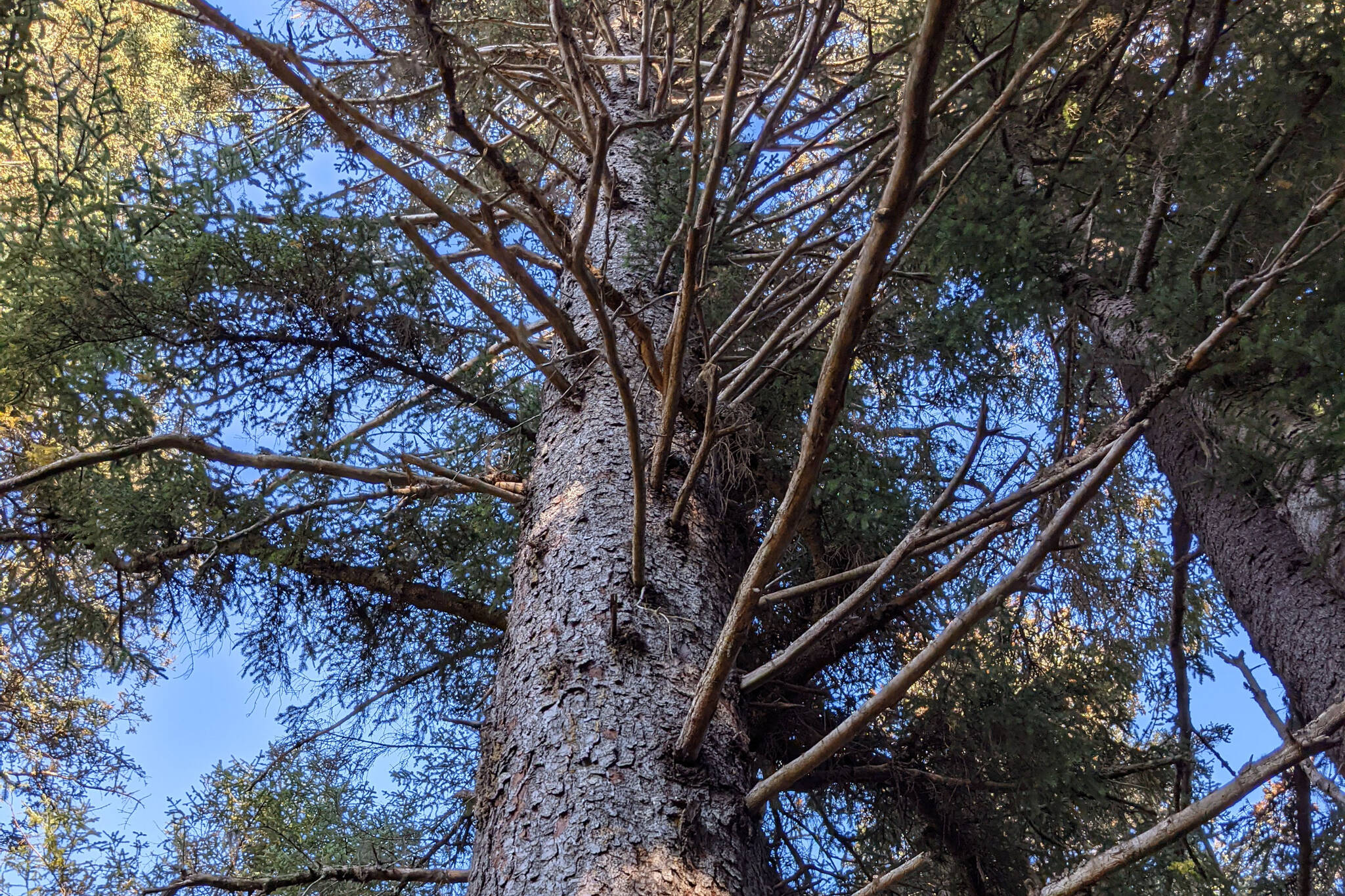 Spruce trees are photographed in Seldovia, Alaska, on Sept. 26, 2021. (Clarion file)