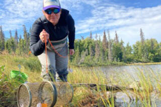 Amber Kraxberger-Linson, a member of Trout Unlimited and streamwatch coordinator for the Chugach National Forest, works in the field in this undated photo. Kraxberger-Linson will be discussing at the Saturday, Oct. 23 International Fly Fishing Film Festival the organization’s educational programming for next summer. (Photo provided by Trout Unlimited)