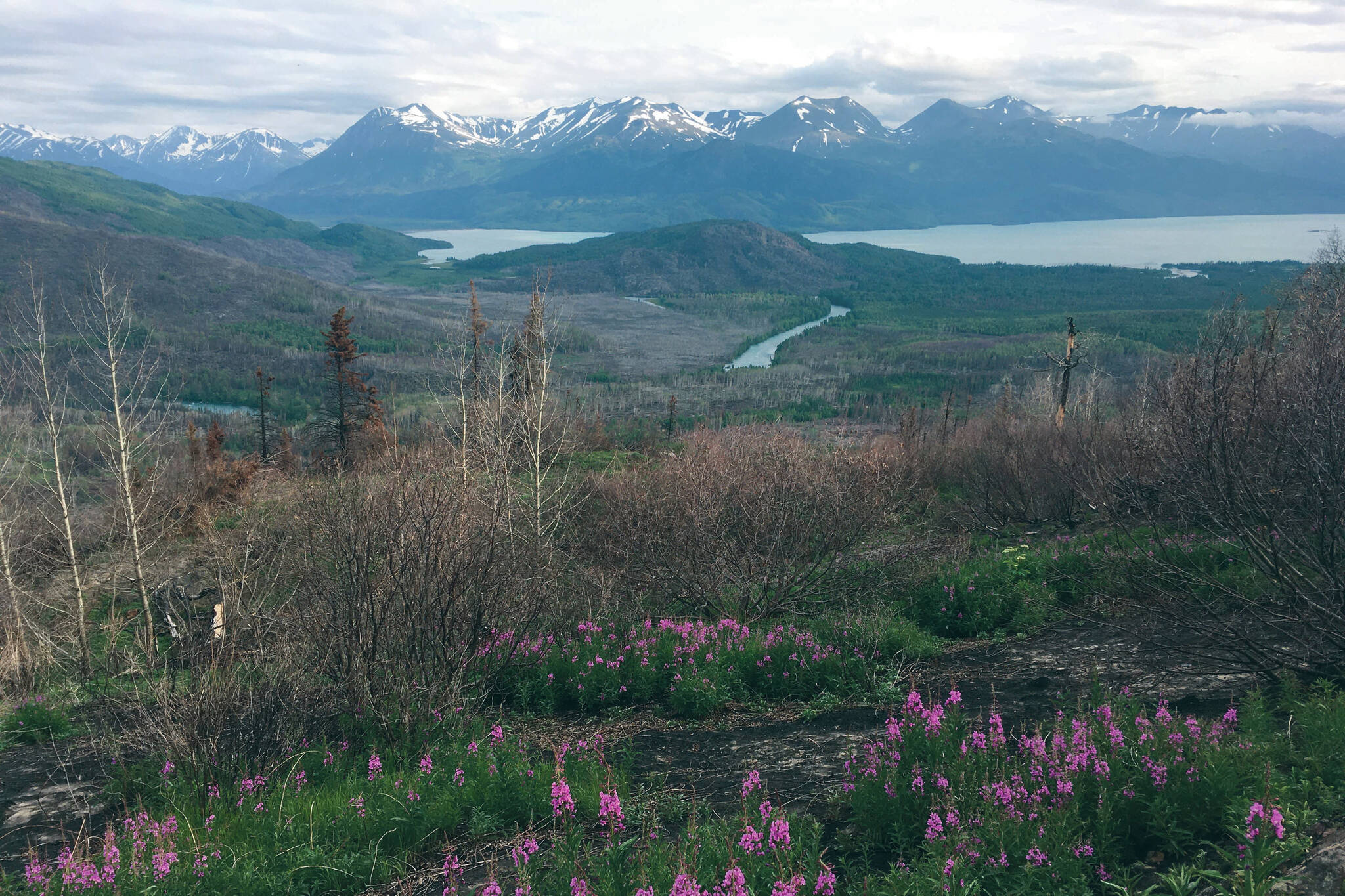 The Kenai River curls to Skilak Lake, as seen from the Hideout Trail on July 5, 2020. (Photo by Jeff Helminiak/Peninsula Clarion)