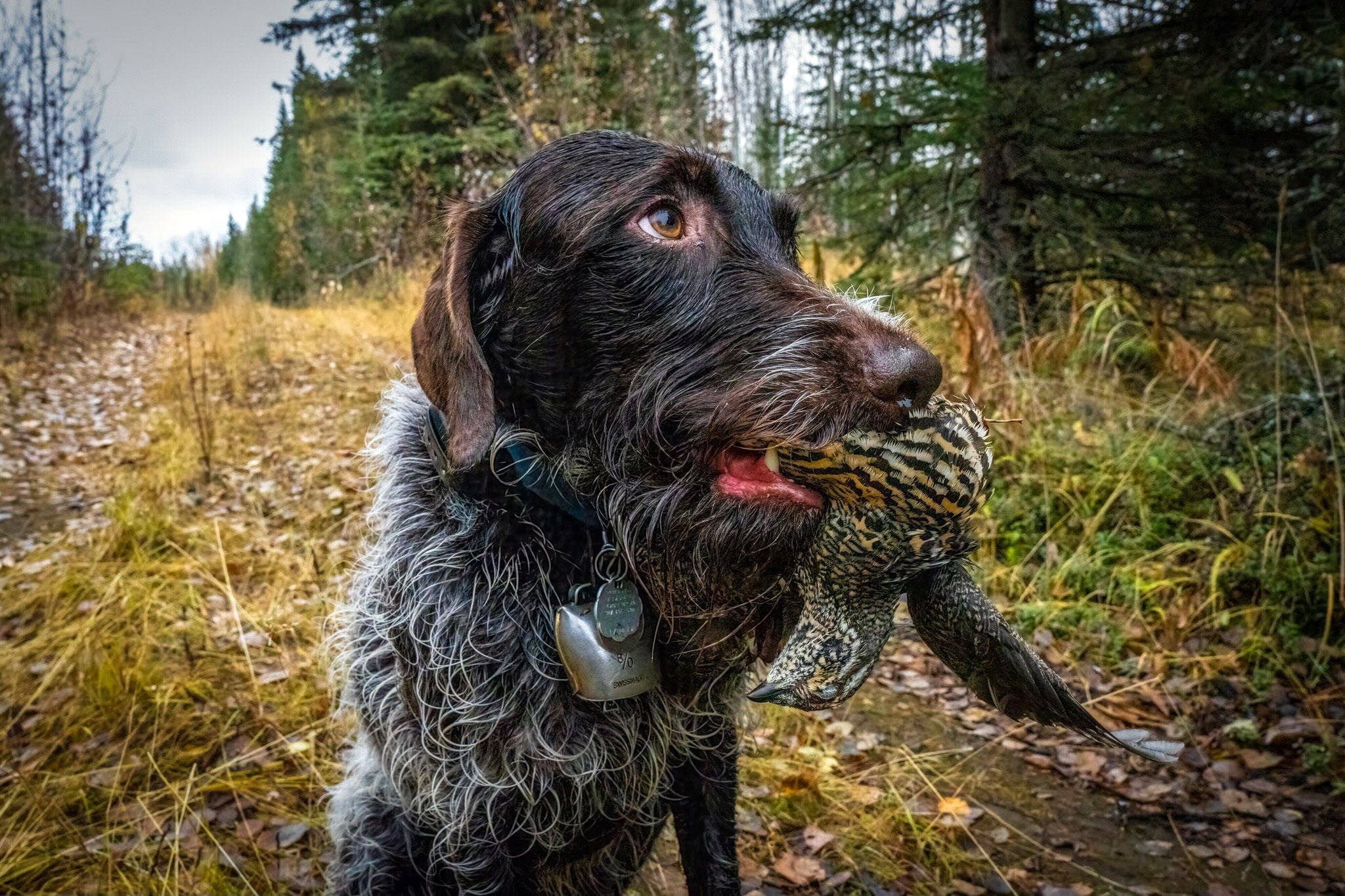 Fall colors, a dog and game in hand make for great outdoor experiences on the Kenai National Wildlife Refuge. (Photo by Colin Canterbury/USFWS)