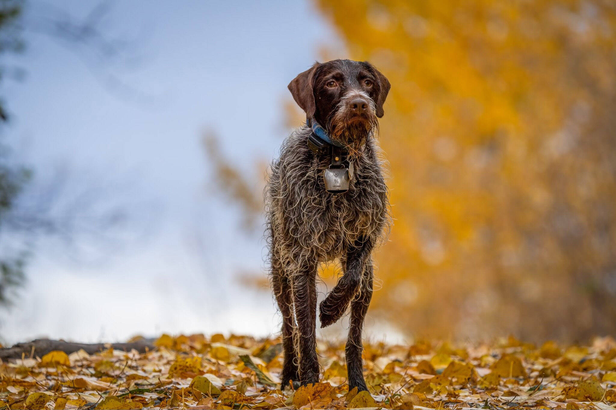 Fall colors, a dog and game in hand make for great outdoor experiences on the Kenai National Wildlife Refuge. (Photo by Colin Canterbury/USFWS)