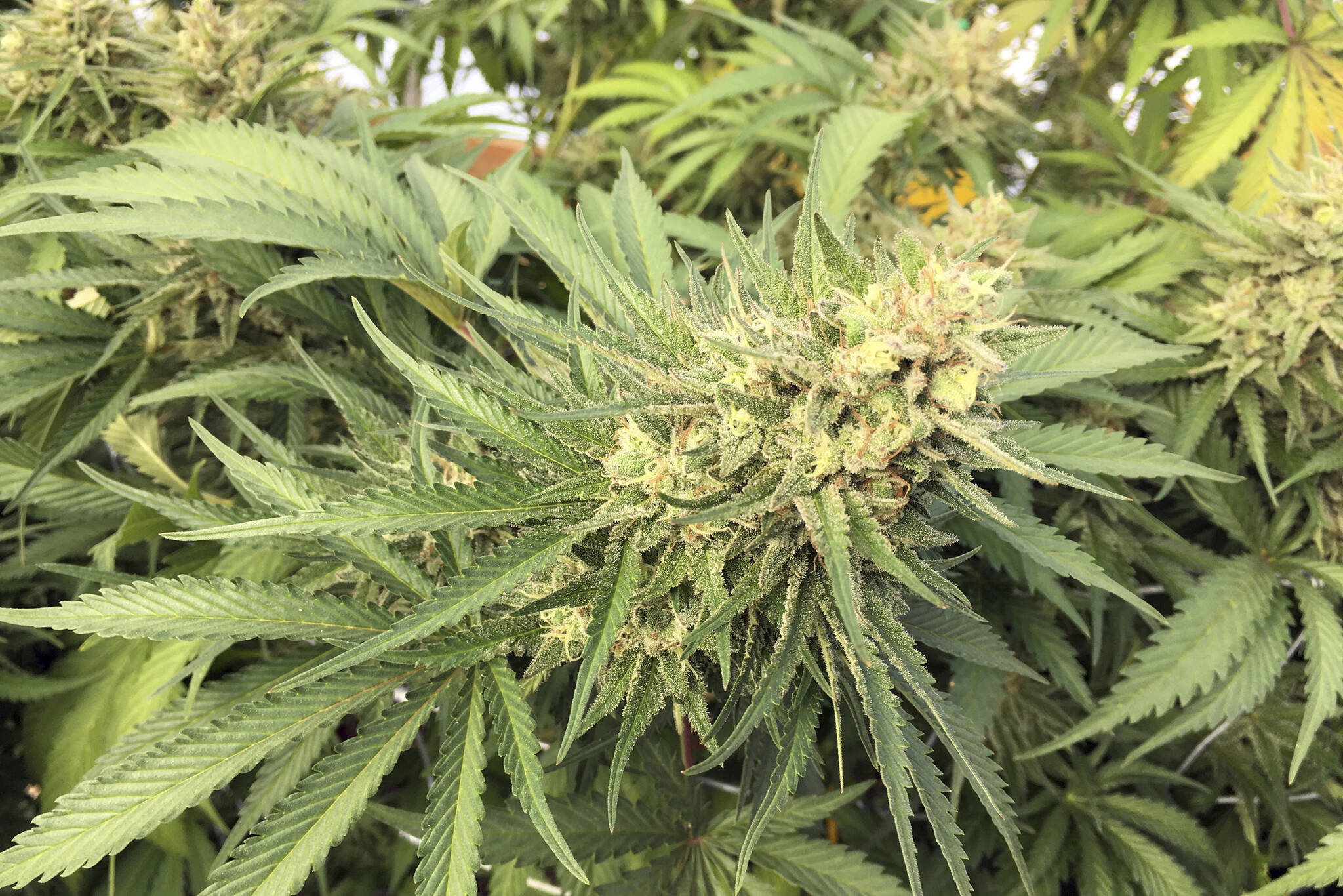 FILE - In this Sept. 30, 2016, file photo, a marijuana bud is seen before harvest at a rural area near Corvallis, Ore. Alaska Marijuana Industry Association President Lacy Wilcox said federal legalization could potentially hurt Alaska's cannabis cultivators who could lose out to other states such as Oregon where production is cheaper. (AP Photo/Andrew Selsky, File)