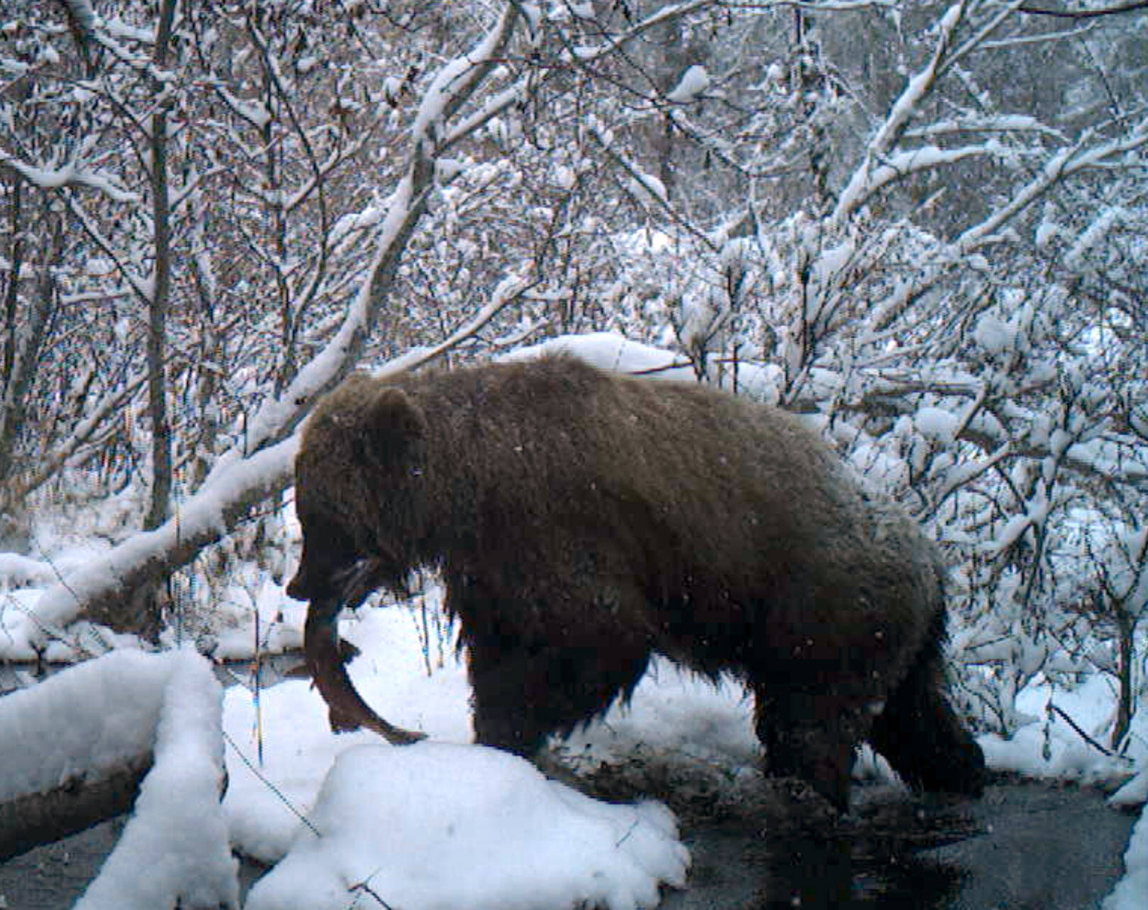 A brown bear feeds on a salmon. (Photo by C. Canterbury/USFWS)