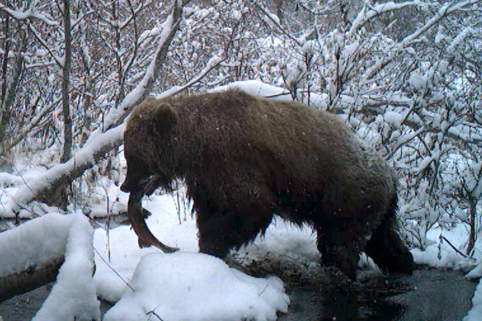 A brown bear feeds on a salmon. (Photo by C. Canterbury/USFWS)