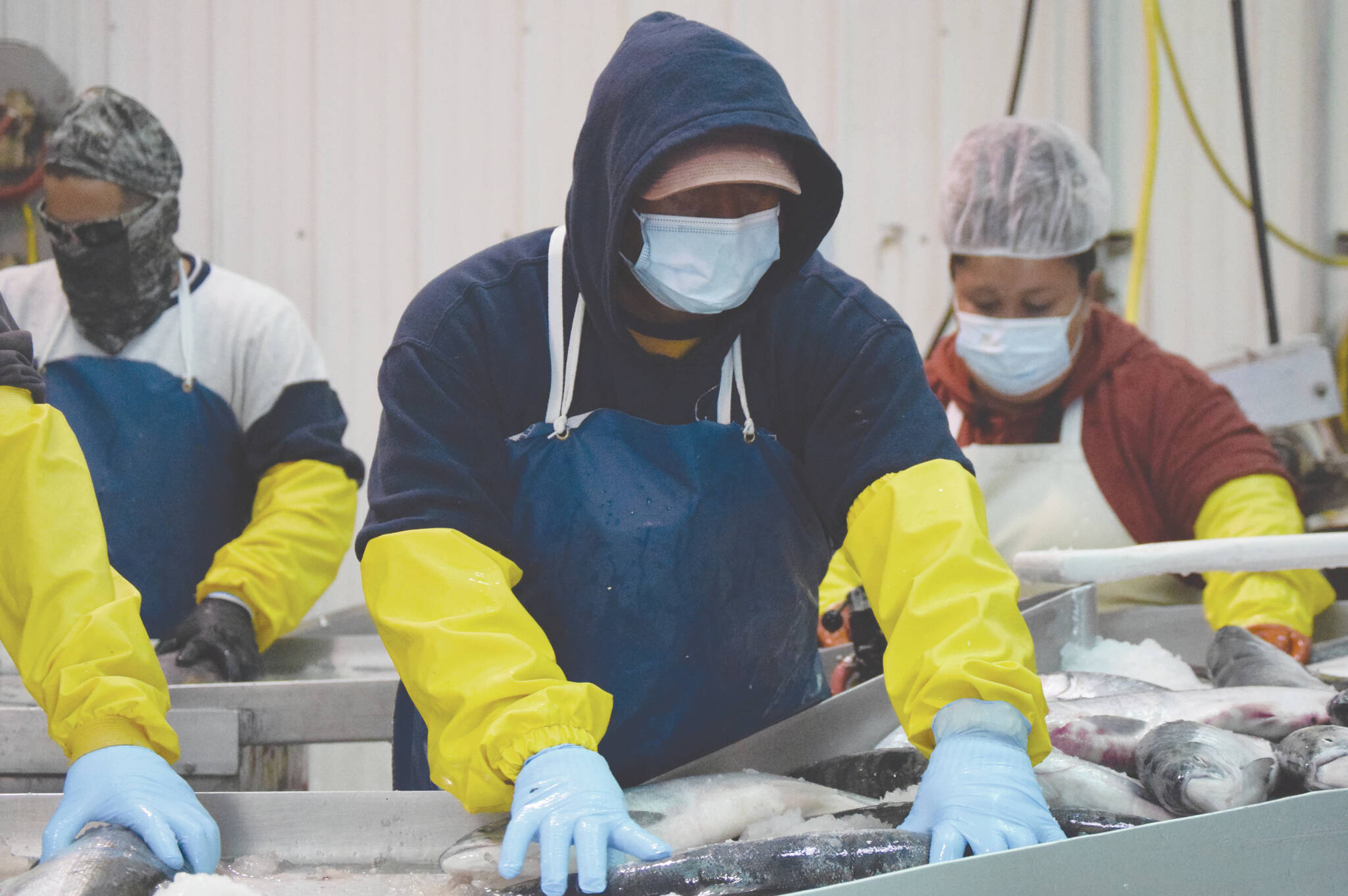 Joseph Lee, of Idaho, backed by Ivan Zarate, of Arizona, and Abiud Zarate, of Baja California, Mexico, arrange fish so their heads can be chopped off by a guillotine-style machine Tuesday, July 14, 2020, at Pacific Star Seafoods in Kenai, Alaska. Not only were seafood jobs lost due to COVID restrictions, infections among industry personnel affected the fishing season. (Photo by Jeff Helminiak/Peninsula Clarion)