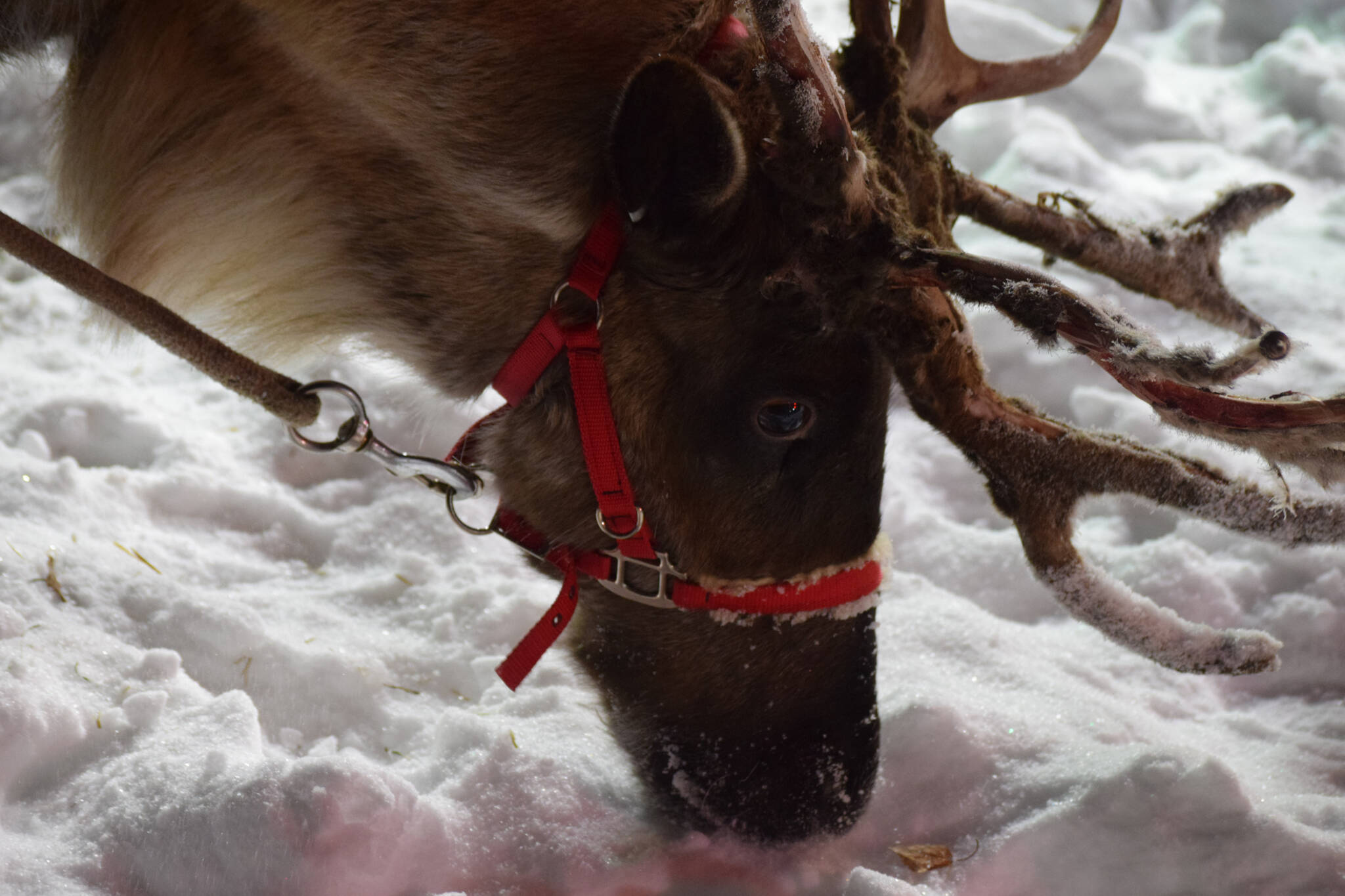 Reindeer pose for photos with the kids at Soldotna Creek Park on Saturday, Dec. 4, 2021. (Camille Botello/Peninsula Clarion)