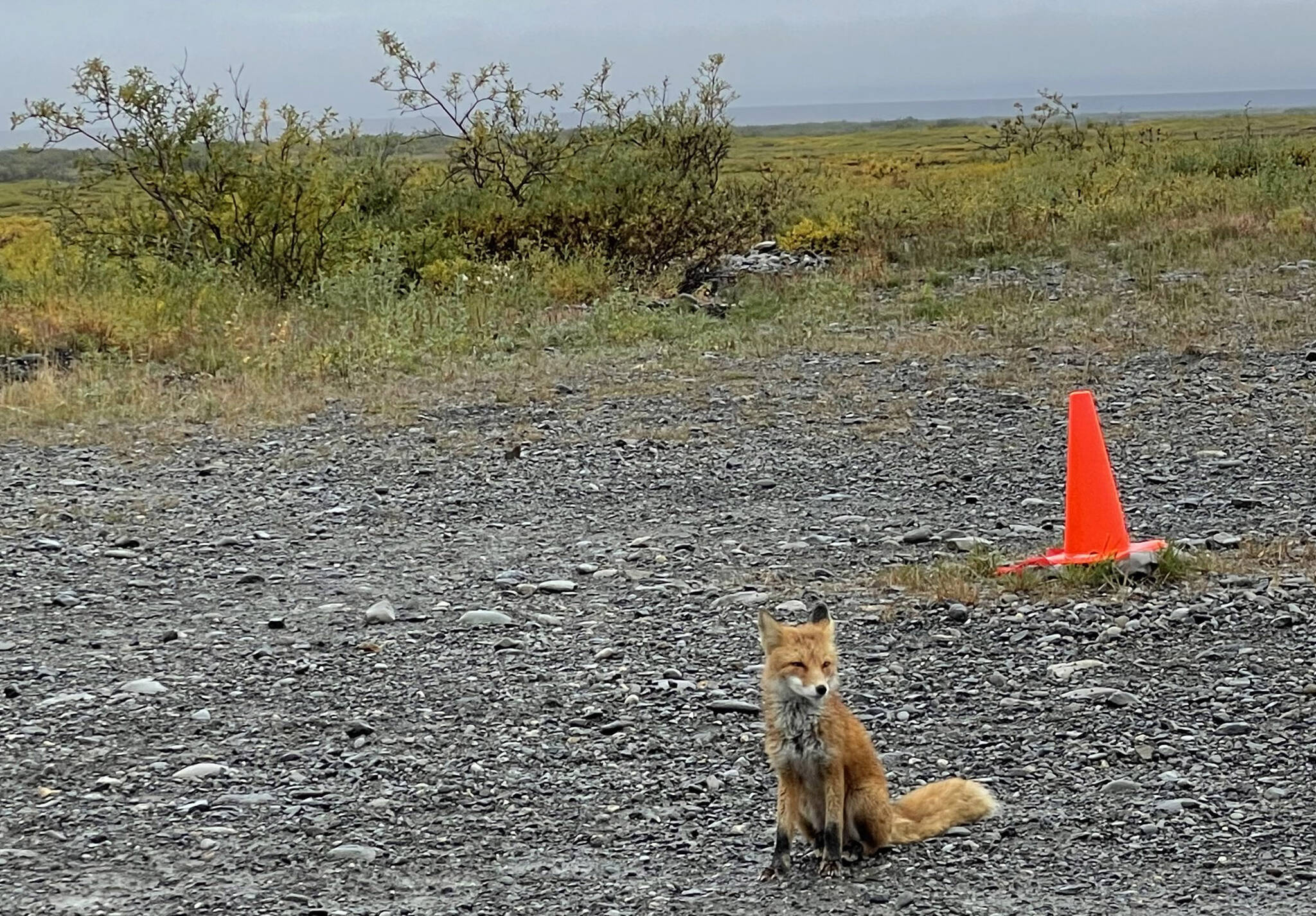 A red fox near Kavik River, Alaska. (Photo by Frannie Nelson, USFWS)