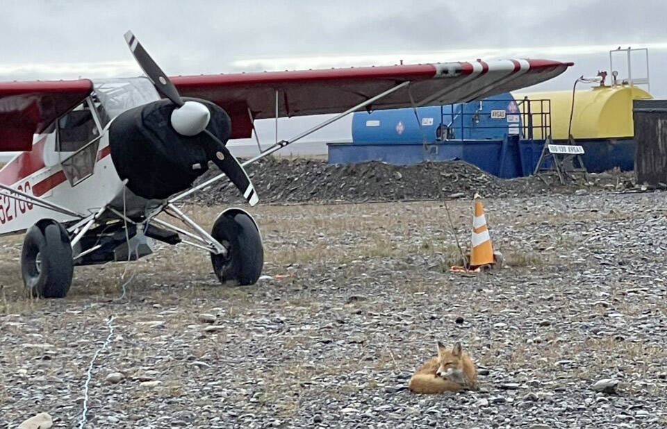 A red fox sleeping by a plane near the Kavik River in Alaska. (Photo by Frannie Nelson, USFWS)