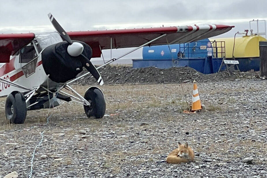 A red fox sleeping by a plane near the Kavik River in Alaska. (Photo by Frannie Nelson, USFWS)