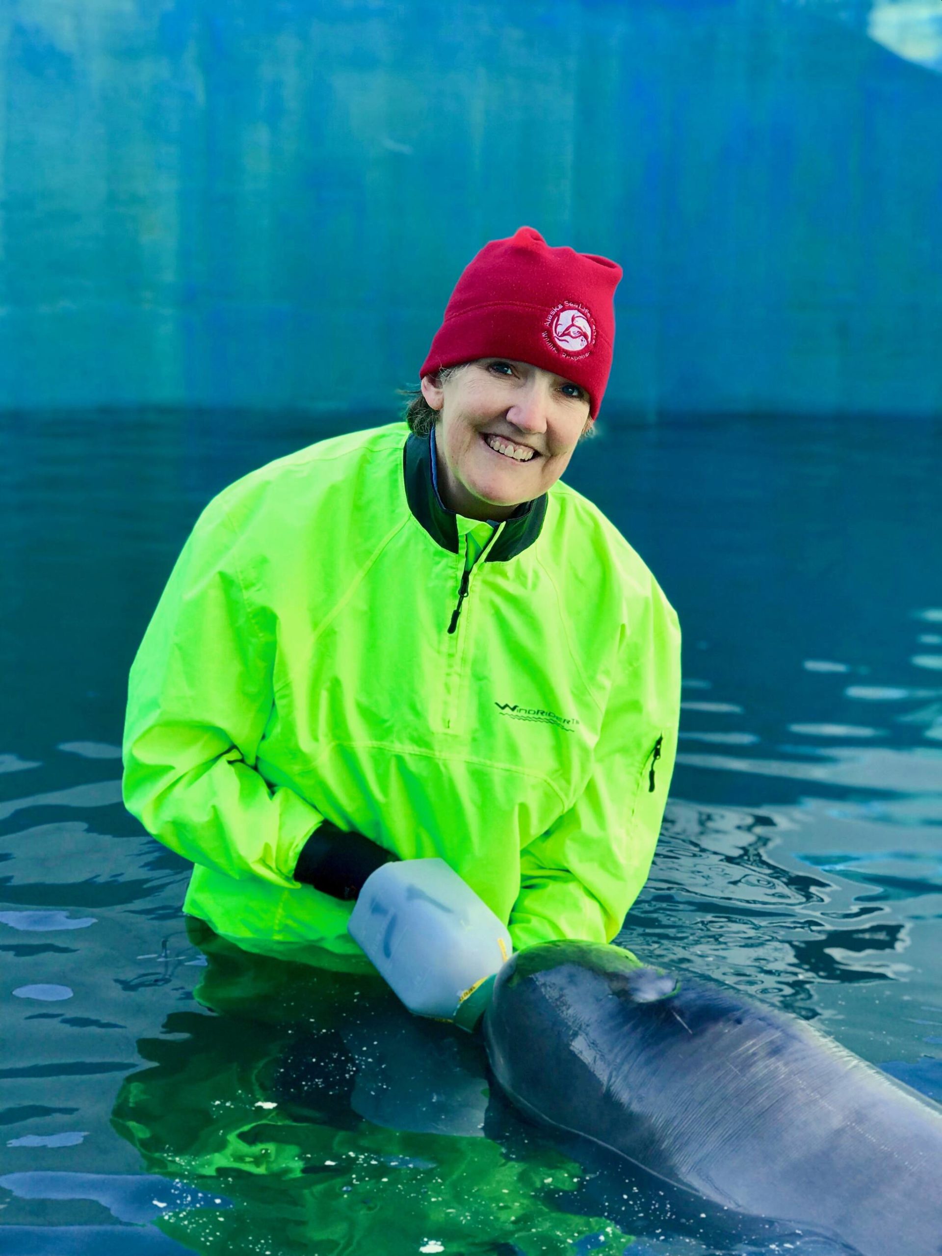 Tyonek is treated in the Center’s I.Sea.U critical care unit after he arrived at the SeaLife Center in 2017. He was treated by Dr. Carrie Goertz, Steve Aibel, and a Mystic Aquarium team member. (Photo courtesy of the Alaska SeaLife Center)