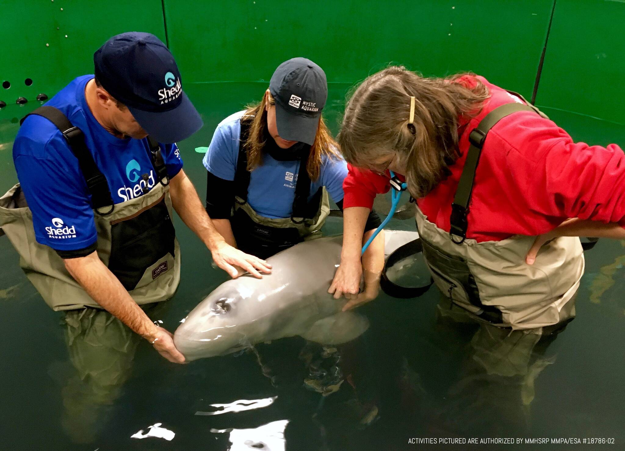 Tyonek, a stranded baby beluga who was rehabilitated at the Alaska SeaLife Center, is moved to a larger outdoor pool after he started to heal from treatments in this 2017 photo. (Photo courtesy of the Alaska SeaLife Center)