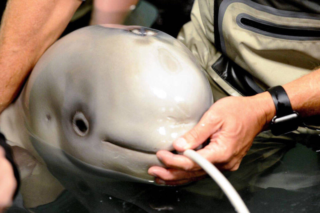 Volunteers at the Alaska SeaLife Center feed a milk and electrolyte mix to a beluga calf, rescued on Sept. 30, 2017, after being stranded in Trading Bay, on Friday, Oct. 6 in Seward, Alaska. The calf, dubbed Tyonek, and a second stranded beluga sent to the Alaska SeaLife Center were featured in a study published last month in the scientific journal Polar Research. (Courtesy photo)