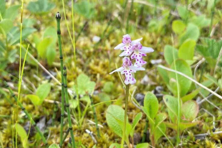A flowering roundleaf orchid (Galearis rotundifolia). A splash of bright color on a green ground cover. (Photo by Samuel Artaiz/USFWS)