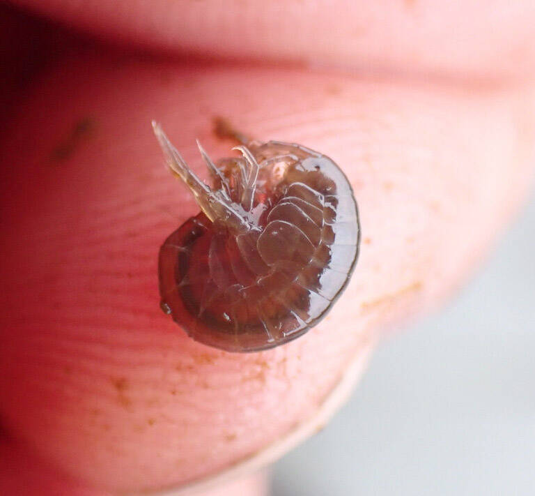 A scud (Gammarus lacustris) collected from North Vogel Lake. Trout and other fish depend on invertebrates like this scud for food. (Photo by Matt Bowser/USFWS)