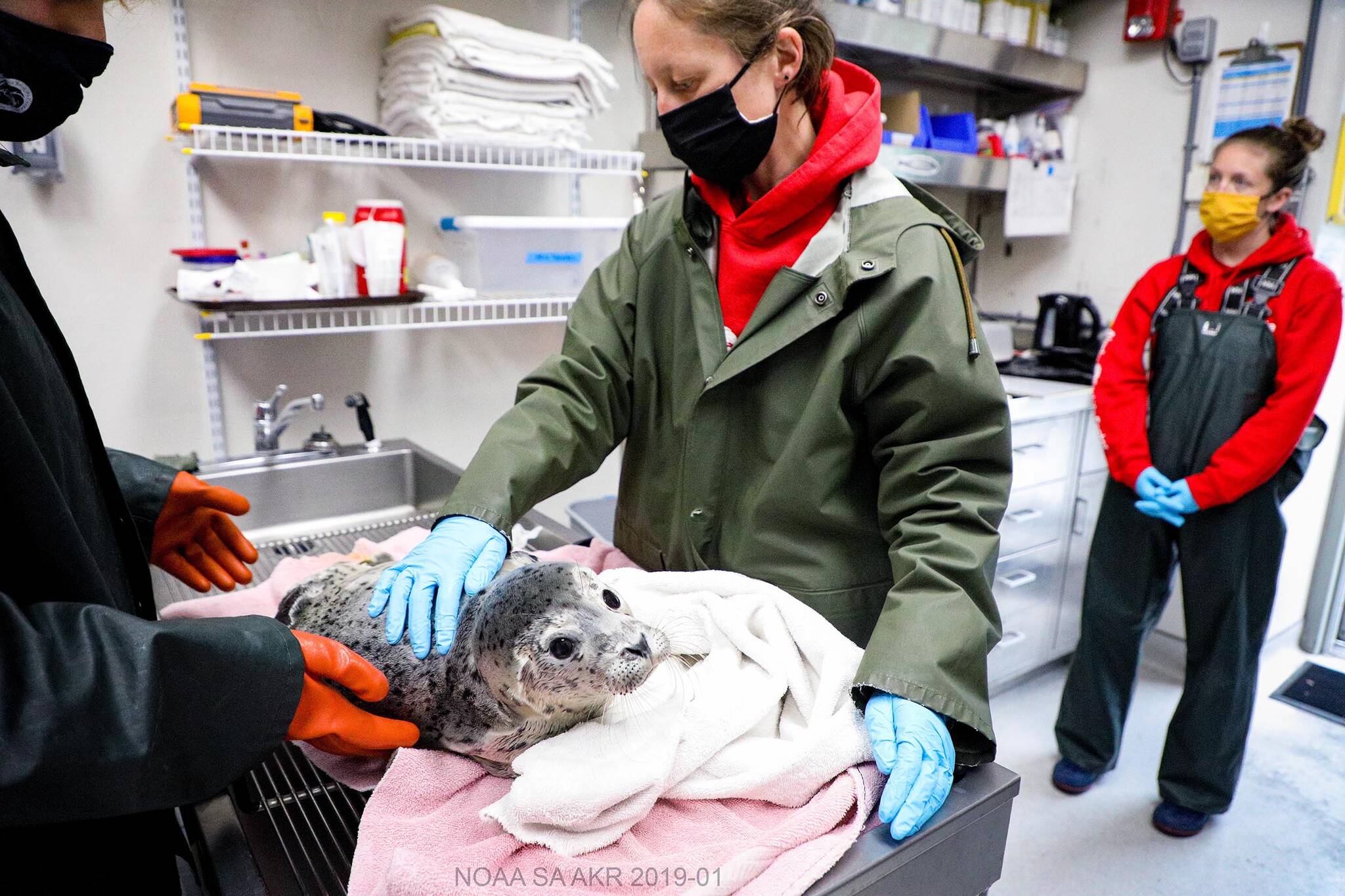 Staff members at the Alaska SeaLife Center near Seward attend to a harbor seal pup. This summer, one of the pups in the center’s care came from Juneau. The seal received treatment at the center and was released into the wild in September. (Courtesy photo/Alaska SeaLife Center/Kaiti Chritz)