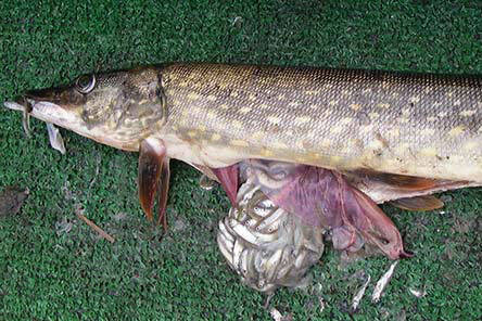 Pike prey on rearing salmon. (Alaska Department of Fish and Game)