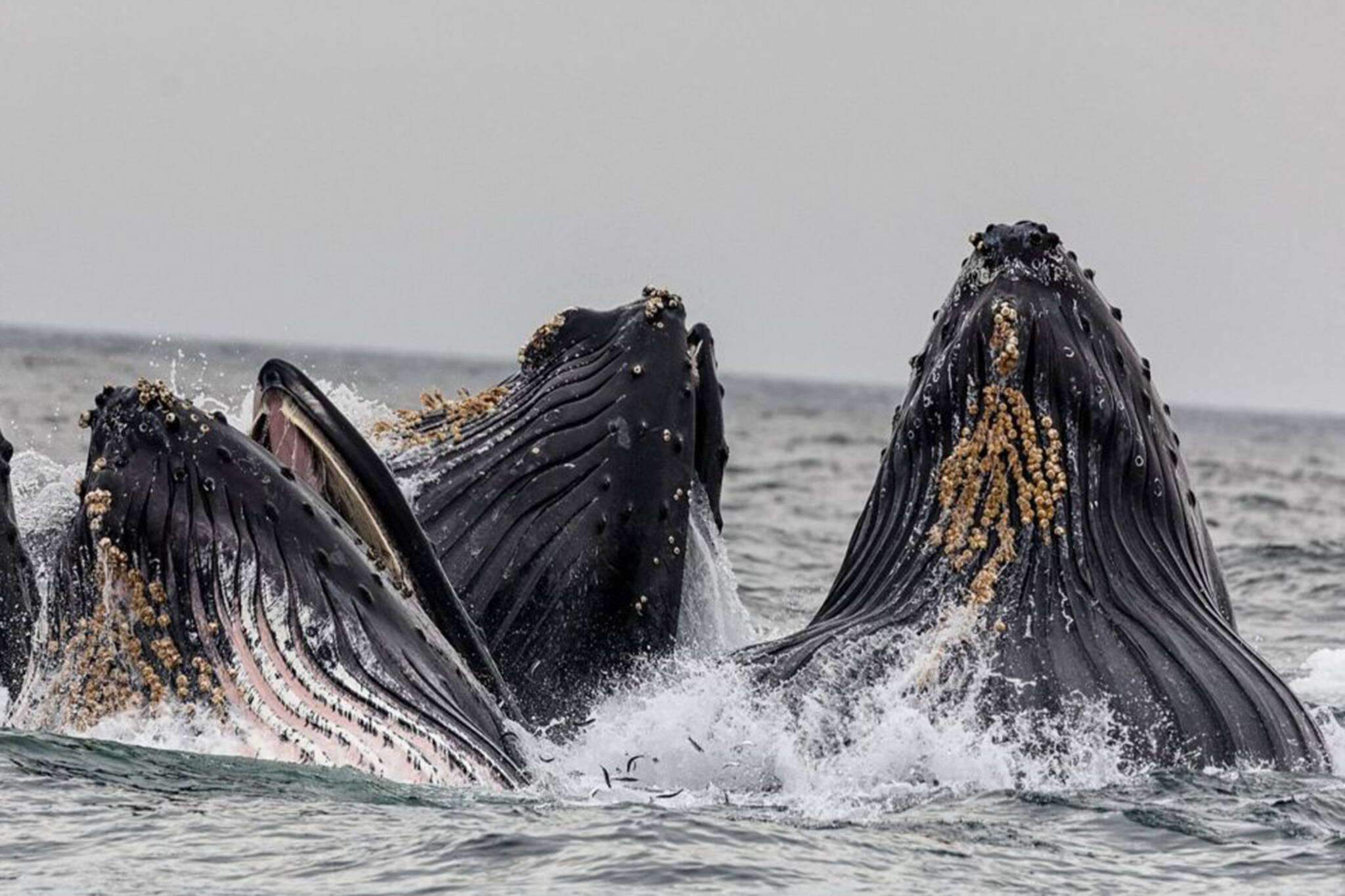 Humpback whales breach the ocean’s surface in this undated Juneau photograph. (Michael Penn /Juneau Empire File)