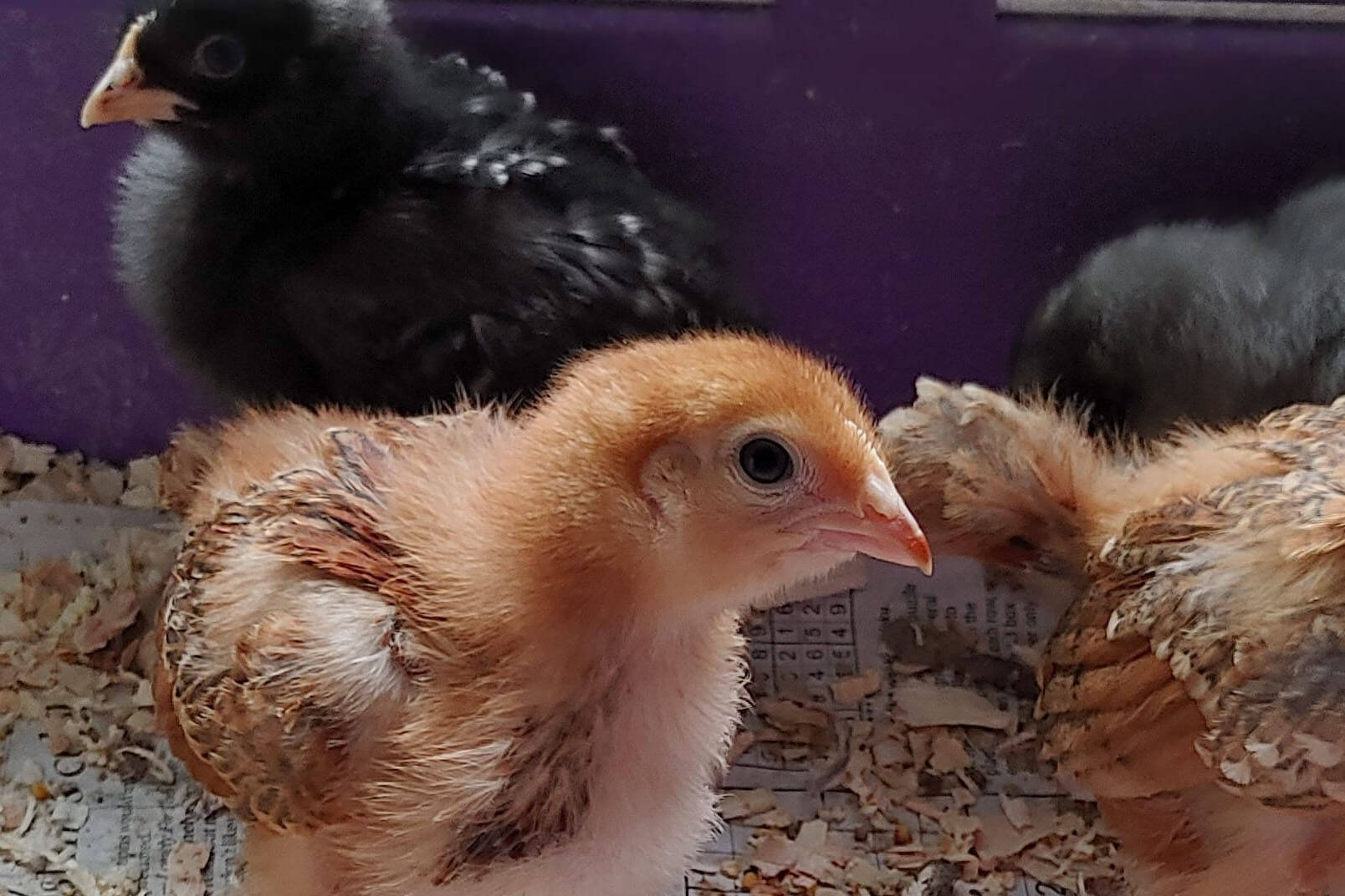 Birds grow at Dana Armstrong’s farm in Nikiski, Alaska. Armstrong is the director of the Kenai Peninsula Poultry Project — a 501(c)3 organization with the goal of providing healthy poultry options for central peninsula residents in need. (Courtesy of Dana Armstrong)