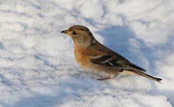 Another brambling is spotted during the Homer Christmas Bird Count. (Photo by Charlie Gibson)