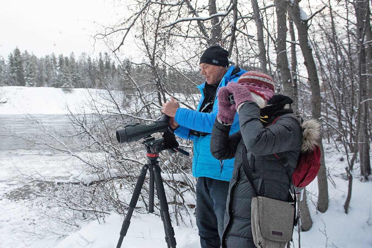 Photo by Haley Ritchie/Yukon News
Birders Jenny Trapnell and Jim Hawkings participated in the annual Christmas Bird Count in downtown Whitehorse, Yukon Territory, Canada, on Dec. 26 — part of the worldwide count that included Homer.