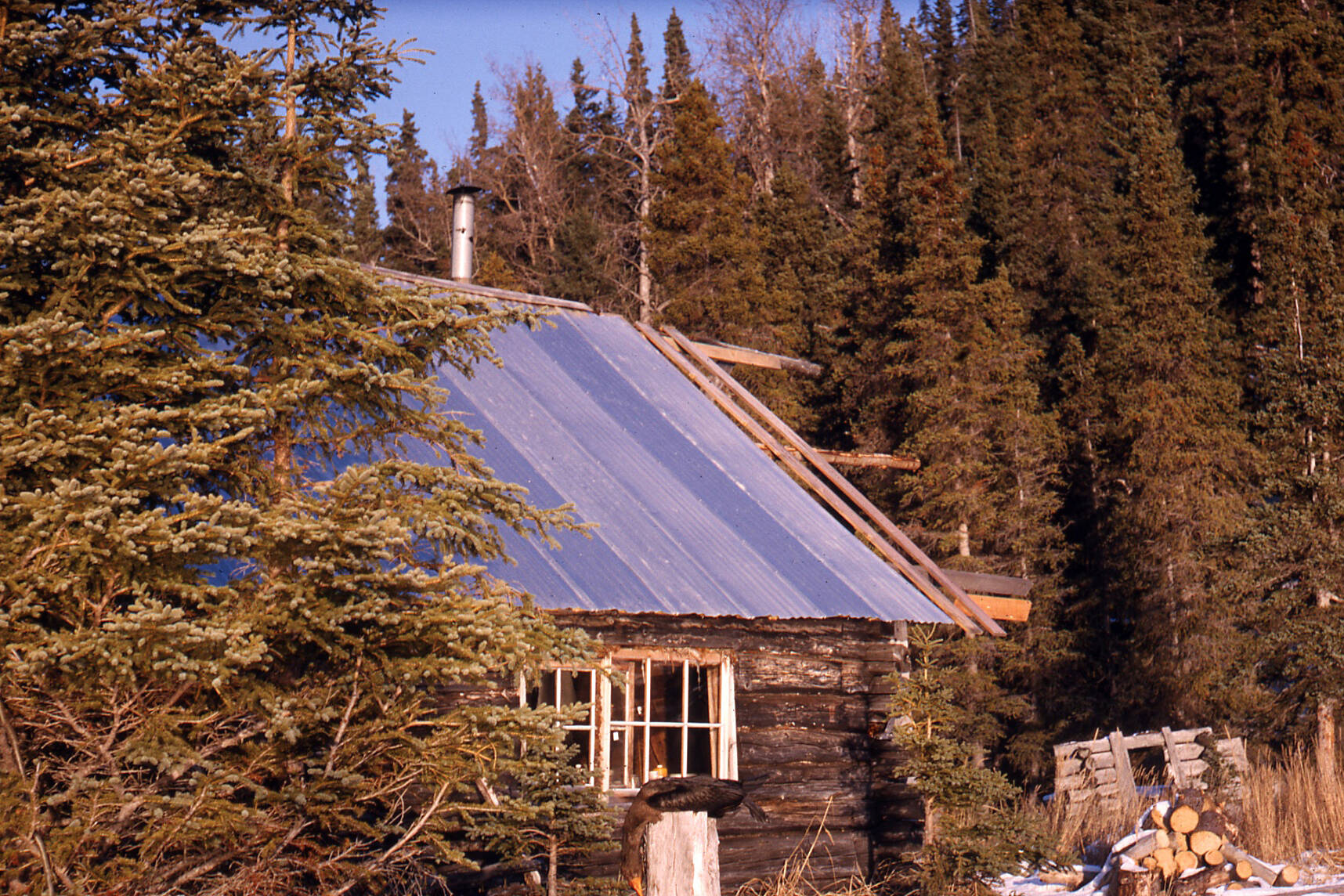 The spruce-covered cliffs behind Cliff House were the inspiration for the cabin’s name. (Photo courtesy of the Fair Family Collection)