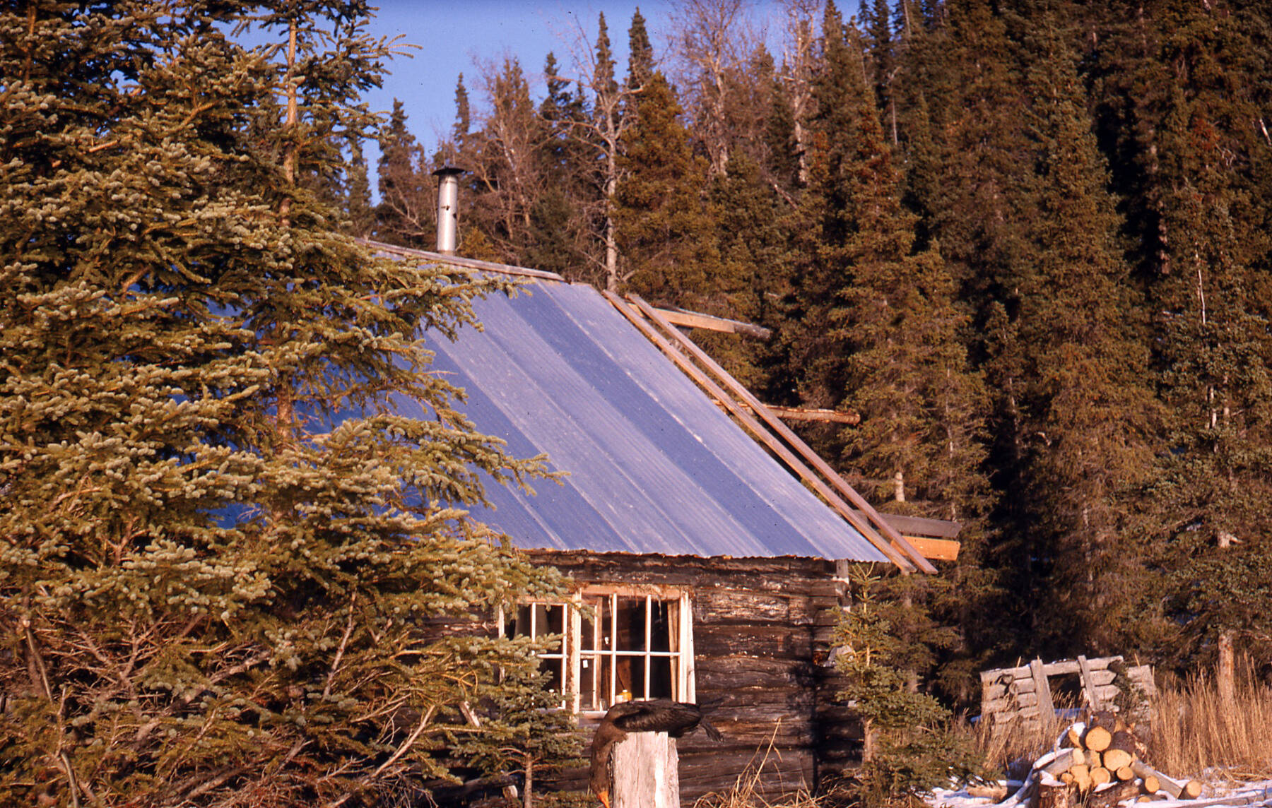 The spruce-covered cliffs behind Cliff House were the inspiration for the cabin’s name. (Photo courtesy of the Fair Family Collection)