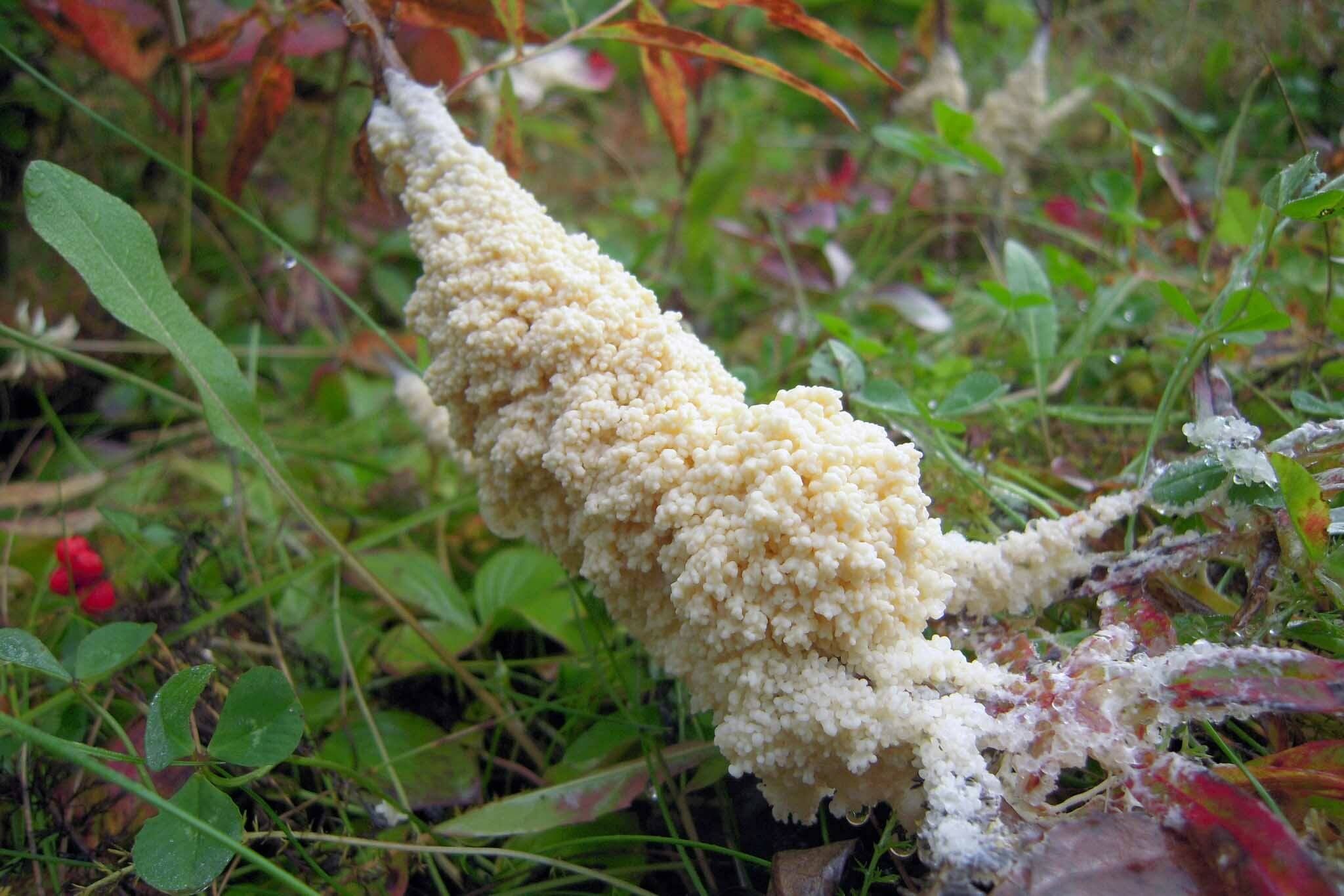 Dog sick fungus, named for its resemblance to canine vomit, is neither vomit nor a fungus. It is a kind of slime mold common in tundra. (Photo by Matt Bowser/USFWS)