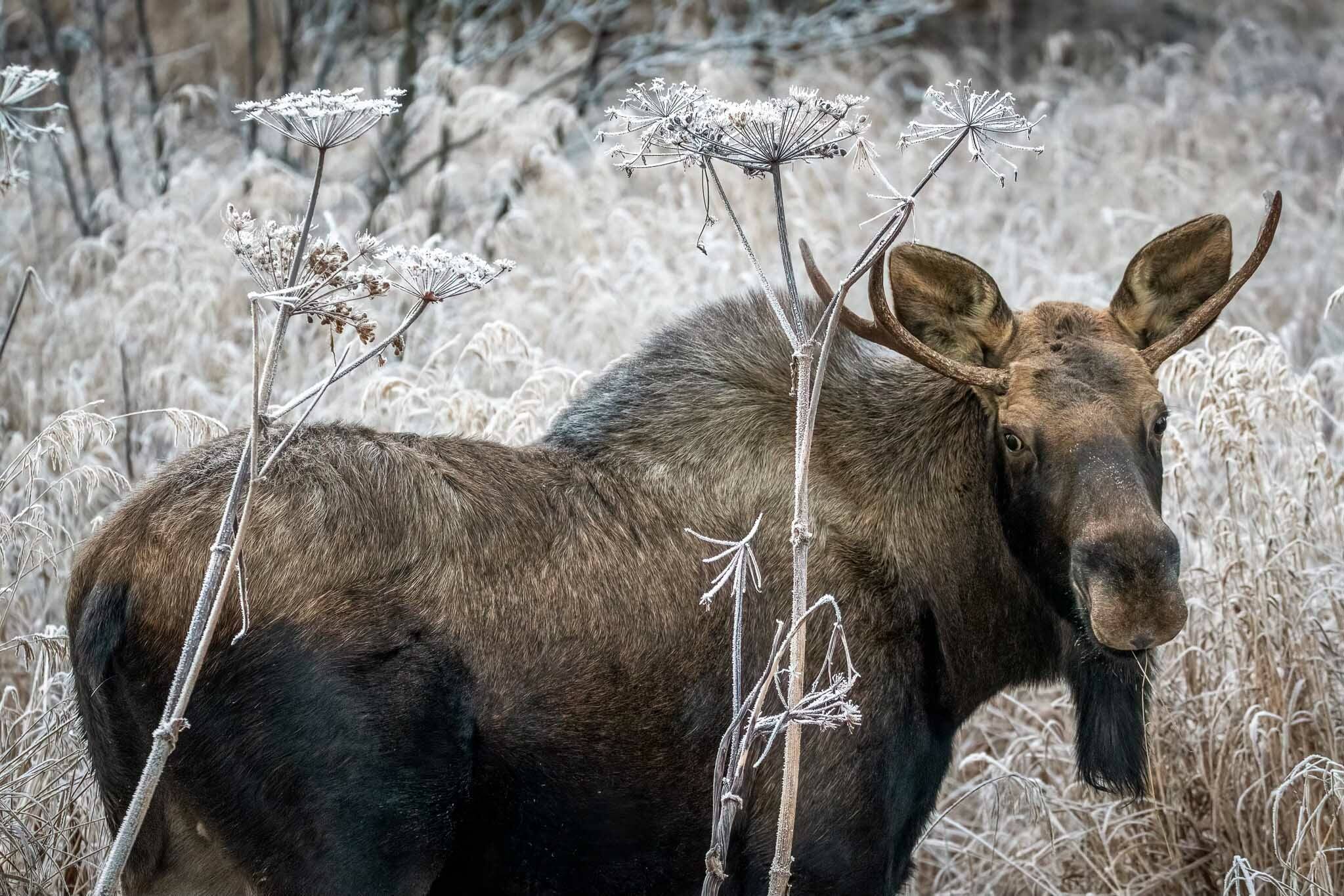 Moose, the impetus, for David Spencerճ start on the Kenai National Moose Range. (Photo by C. Canterbury/FWS)