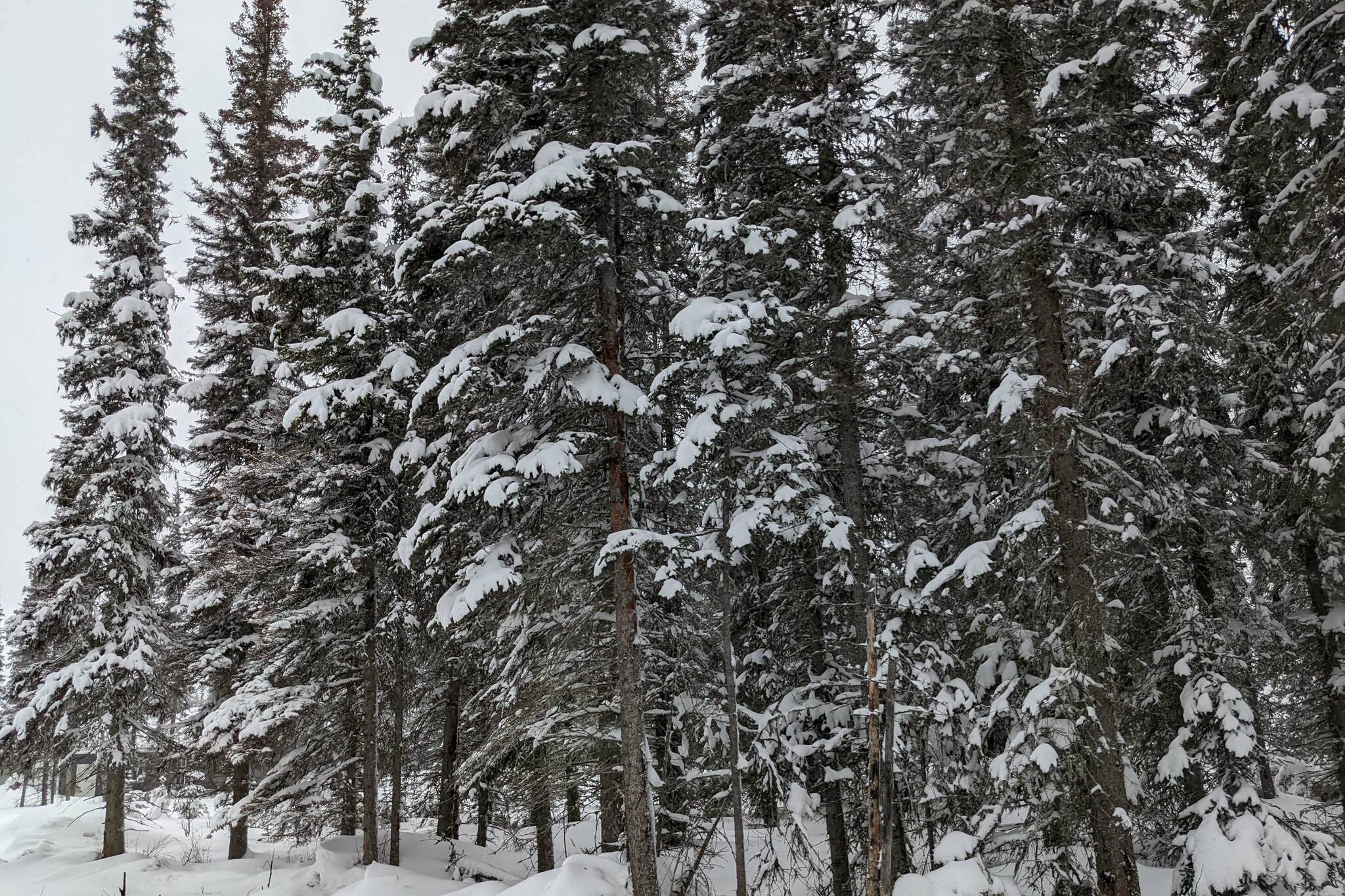 Spruce trees and covered with snow on Thursday, Feb. 3, 2022, in Kalfornsky, Alaska. The National Weather Service issued another winter weather advisory for the western Kenai Peninsula on Thursday, citing hazardous conditions due to increased snowfall and heavy wind gusts. (Photo by Peninsula Clarion staff)