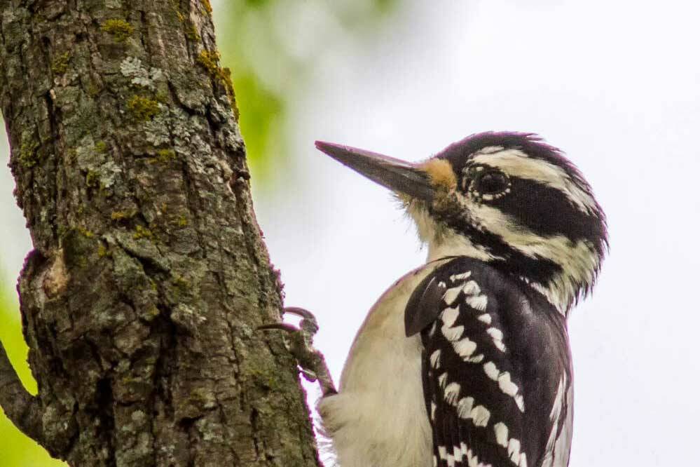A hairy woodpecker on the Hagerman National Wildlife Refuge in Texas. Notice the bill is as long as the head? (Photo by Laurie Sheppard, USFWS National Digital Library)