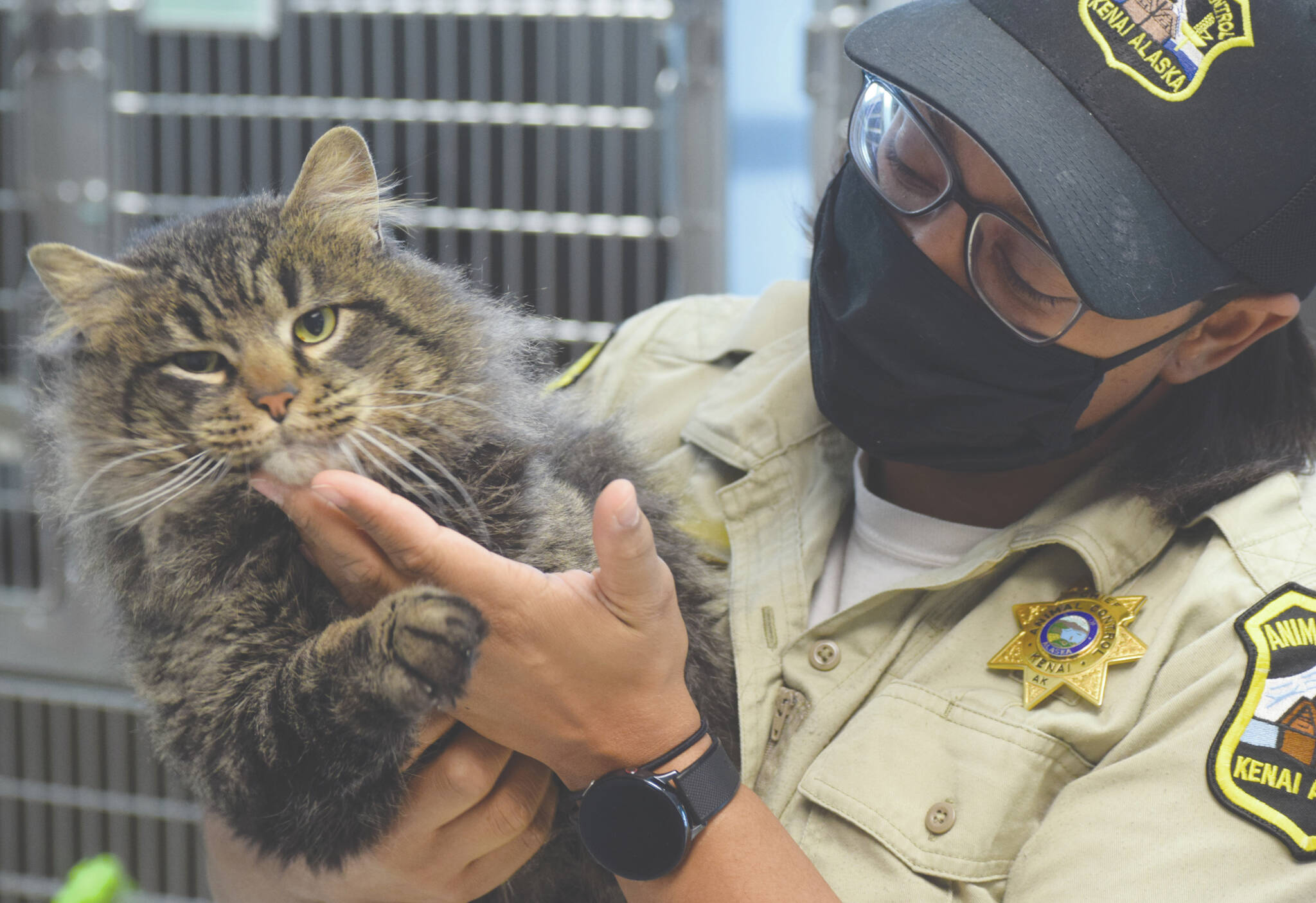 Camille Botello / Peninsula Clarion 
Chief J.J. Hendrickson plays with Torch the cat Thursday at the Kenai Animal Shelter.