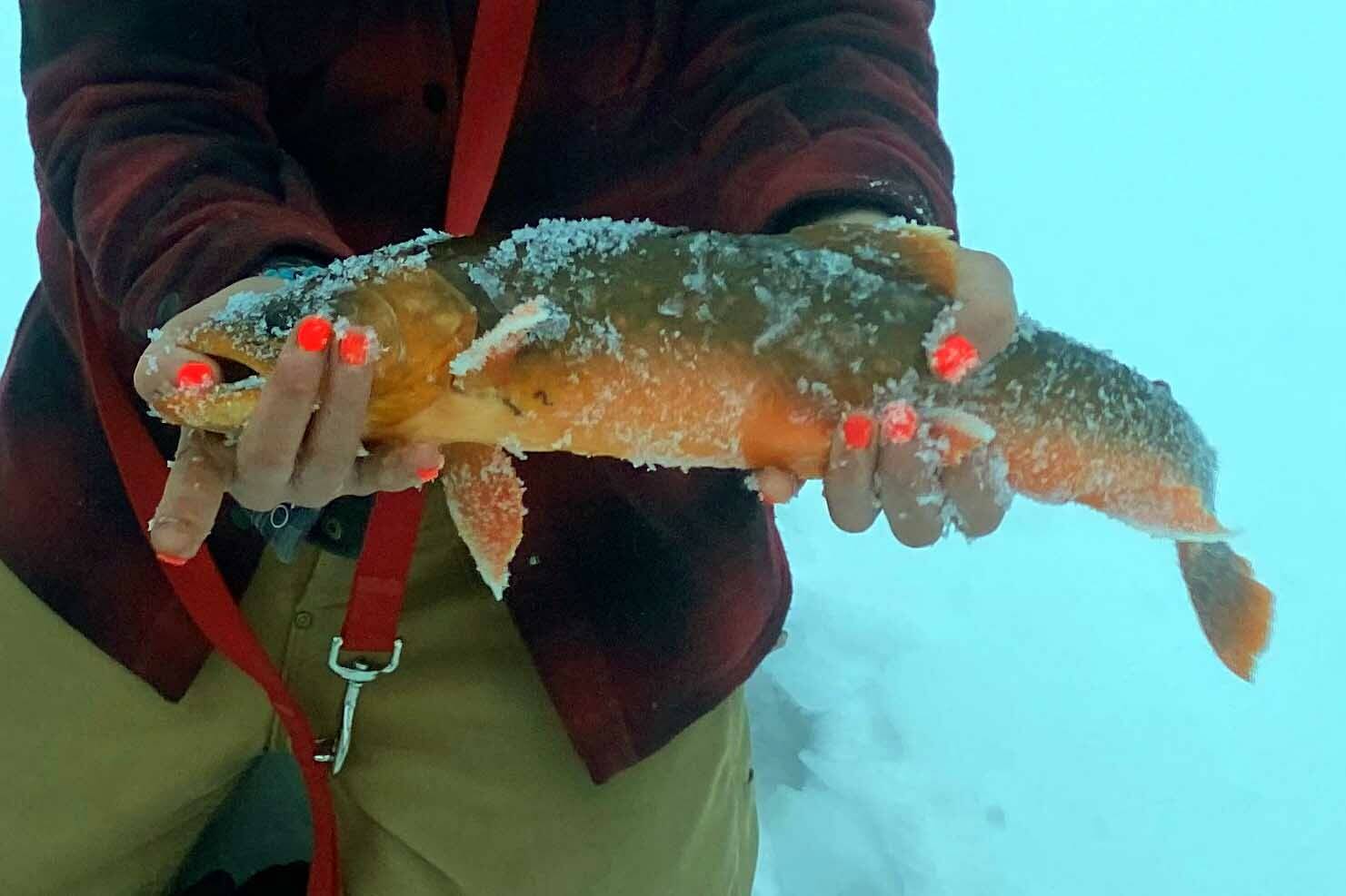A beautiful Arctic char caught while ice fishing on the Kenai National Wildlife Refuge. (Photo by Nate Perrine)