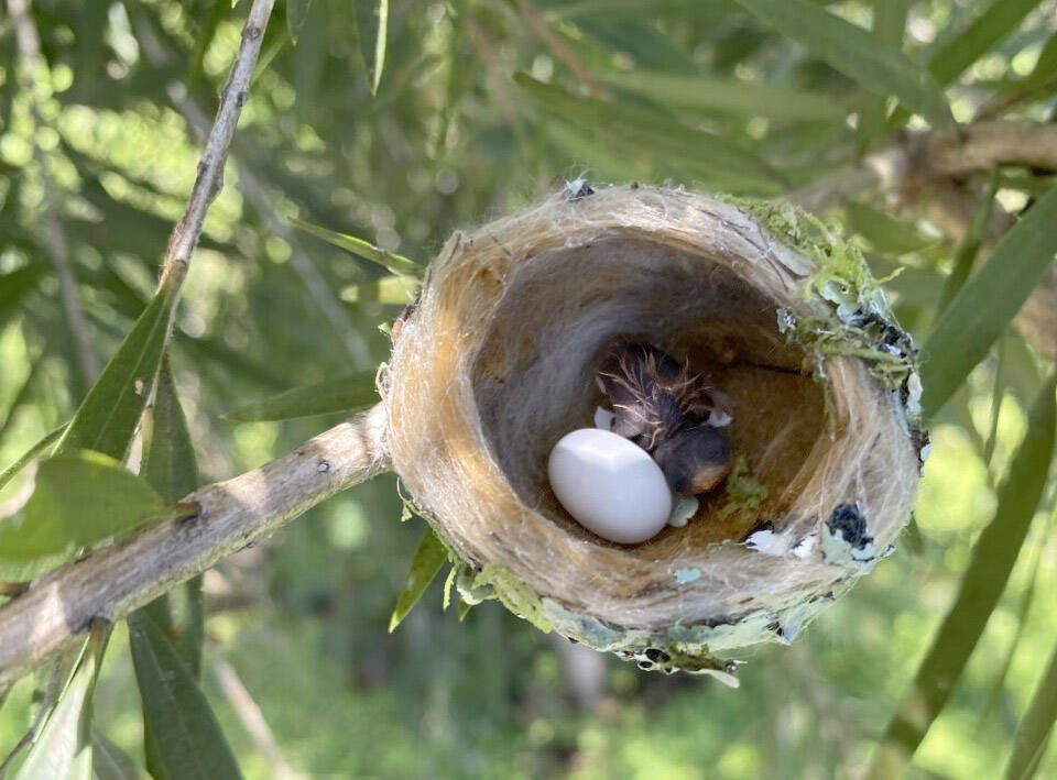 A recently hatched rufous-tailed hummingbird with one more egg to hatch. (Photo by T. Eskelin/USFWS)