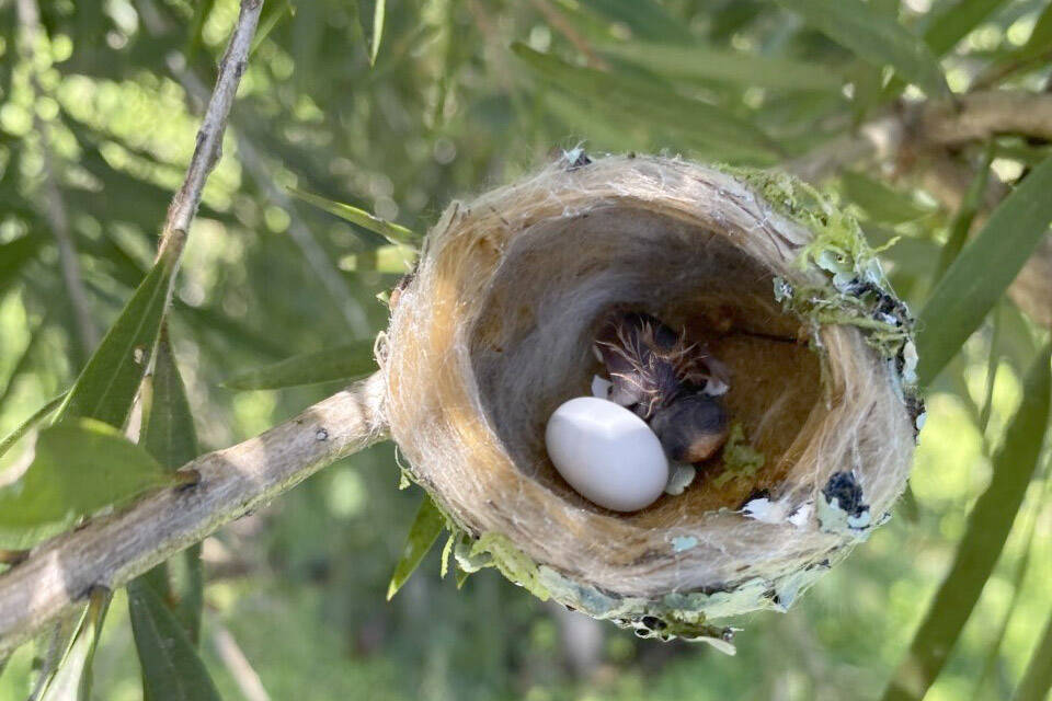 A recently hatched rufous-tailed hummingbird with one more egg to hatch. (Photo by T. Eskelin/USFWS)