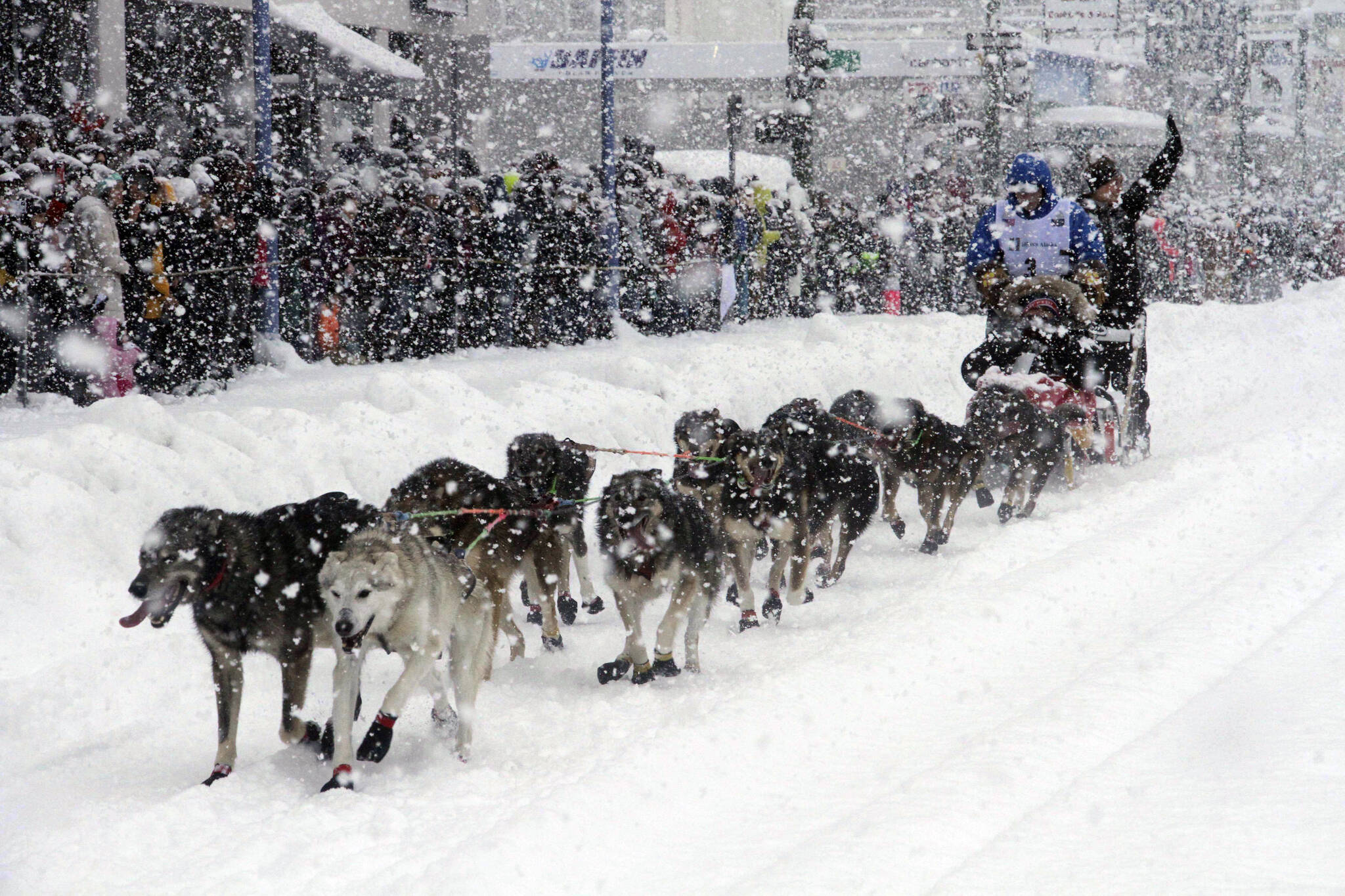 Four-time winner Jeff King takes his sled dog team through a snowstorm in downtown Anchorage, Alaska, on Saturday, March 4, 2022, during the ceremonial start of the Iditarod Trail Sled Dog Race. (AP Photo/Mark Thiessen)