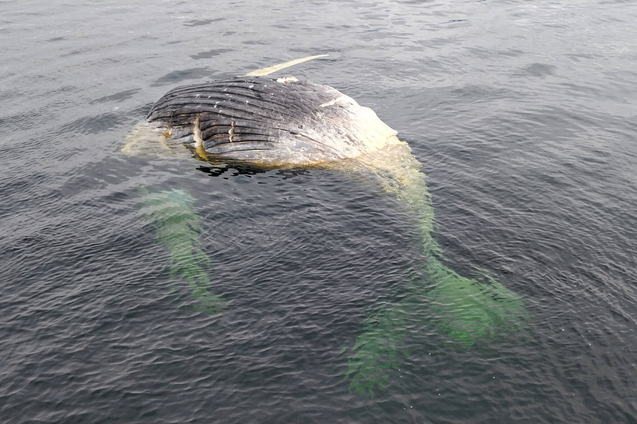 Larry Talley / Courtesy photo
A dead whale previously seen and necropsied on a small island near Angoon was spotted afloat on March 3. The cuts visible come from the necropsy effort, said a NOAA official.