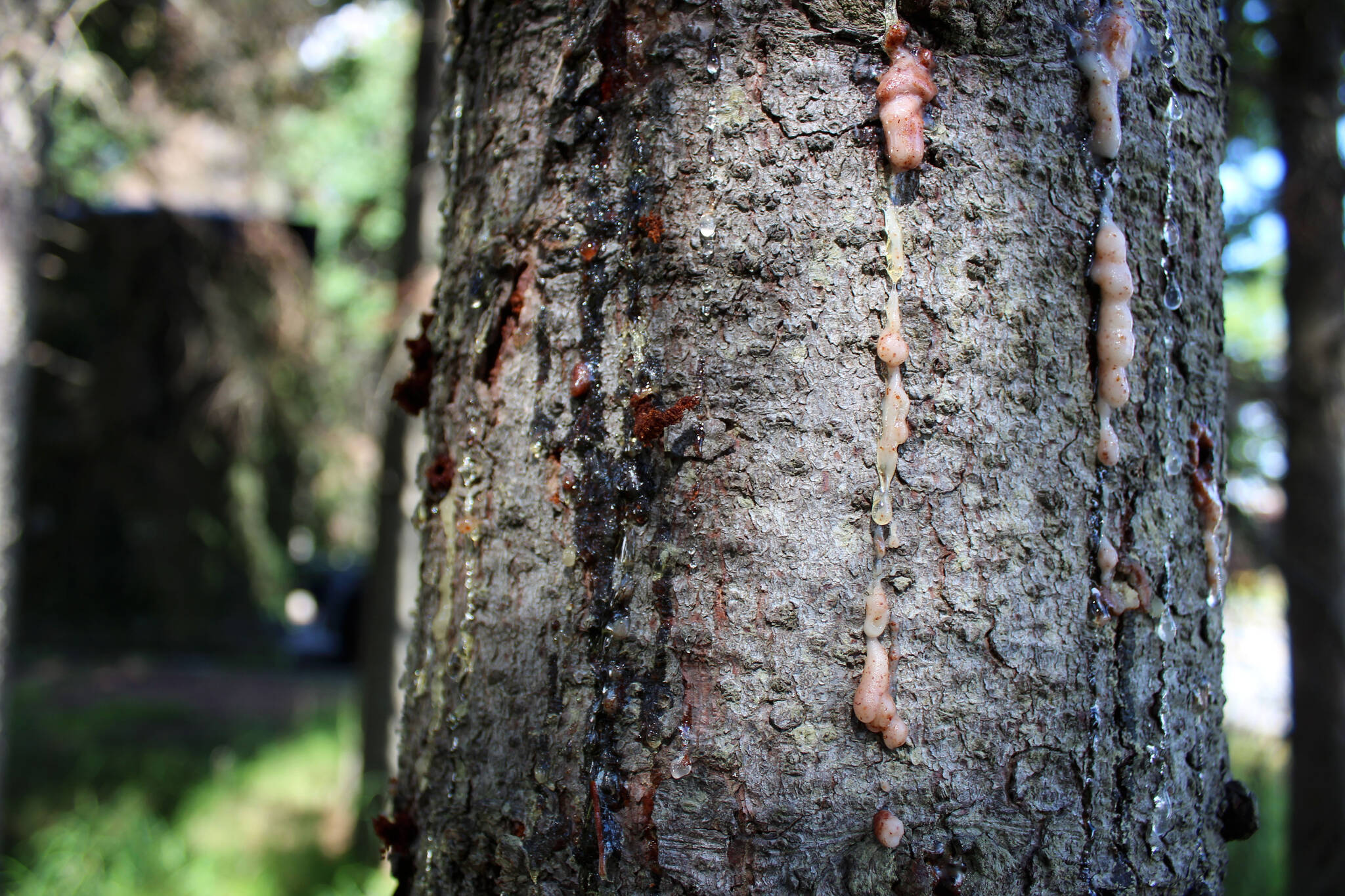 A spruce tree seeps sap outside of the Kenai Post Office on Friday, July 2, 2021, in Kenai, Alaska. (Ashlyn O’Hara/Peninsula Clarion)