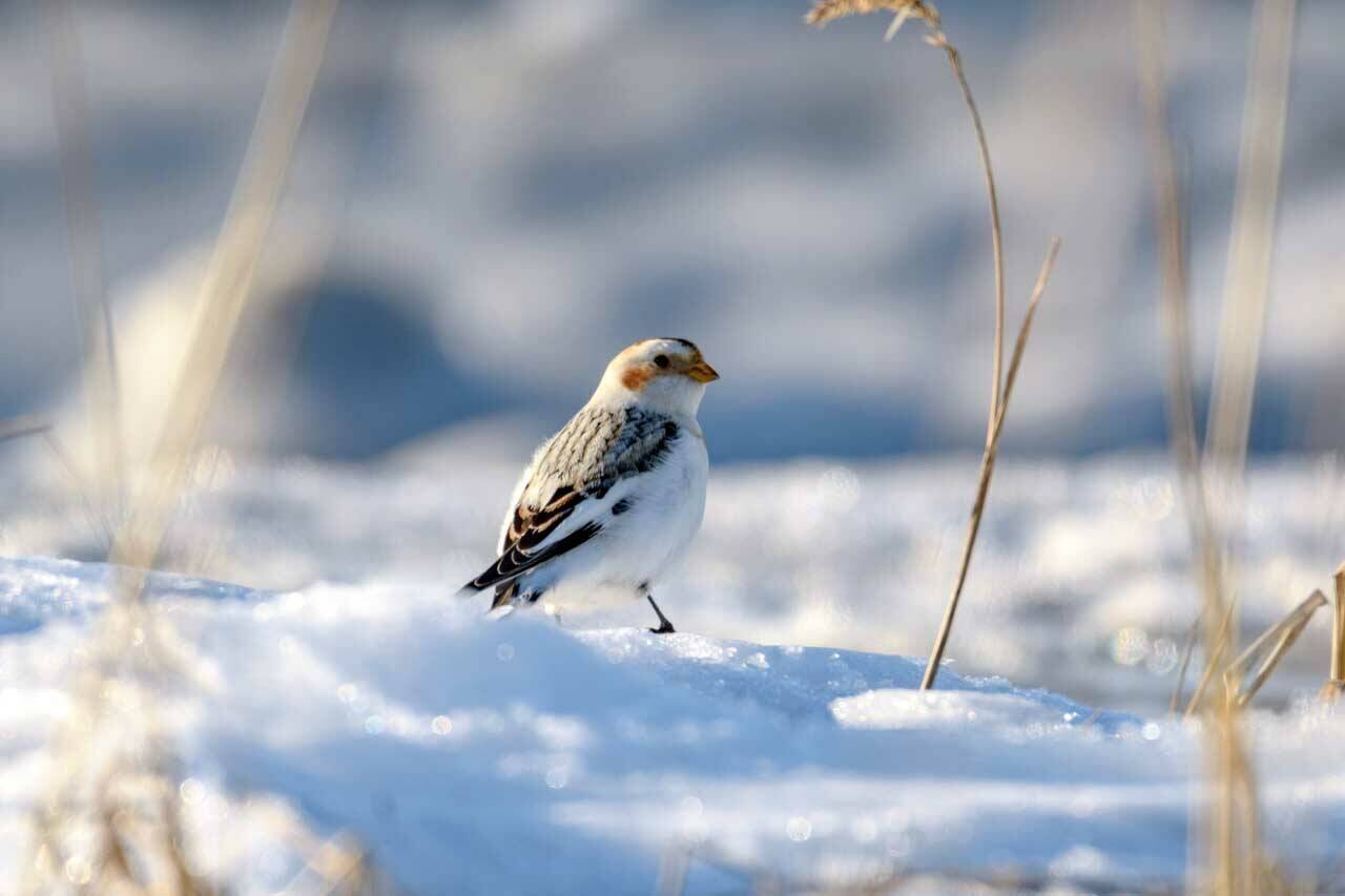 A snow bunting on the Kenai National Wildlife Refuge. (Photo by Colin Canterbury/USFWS)