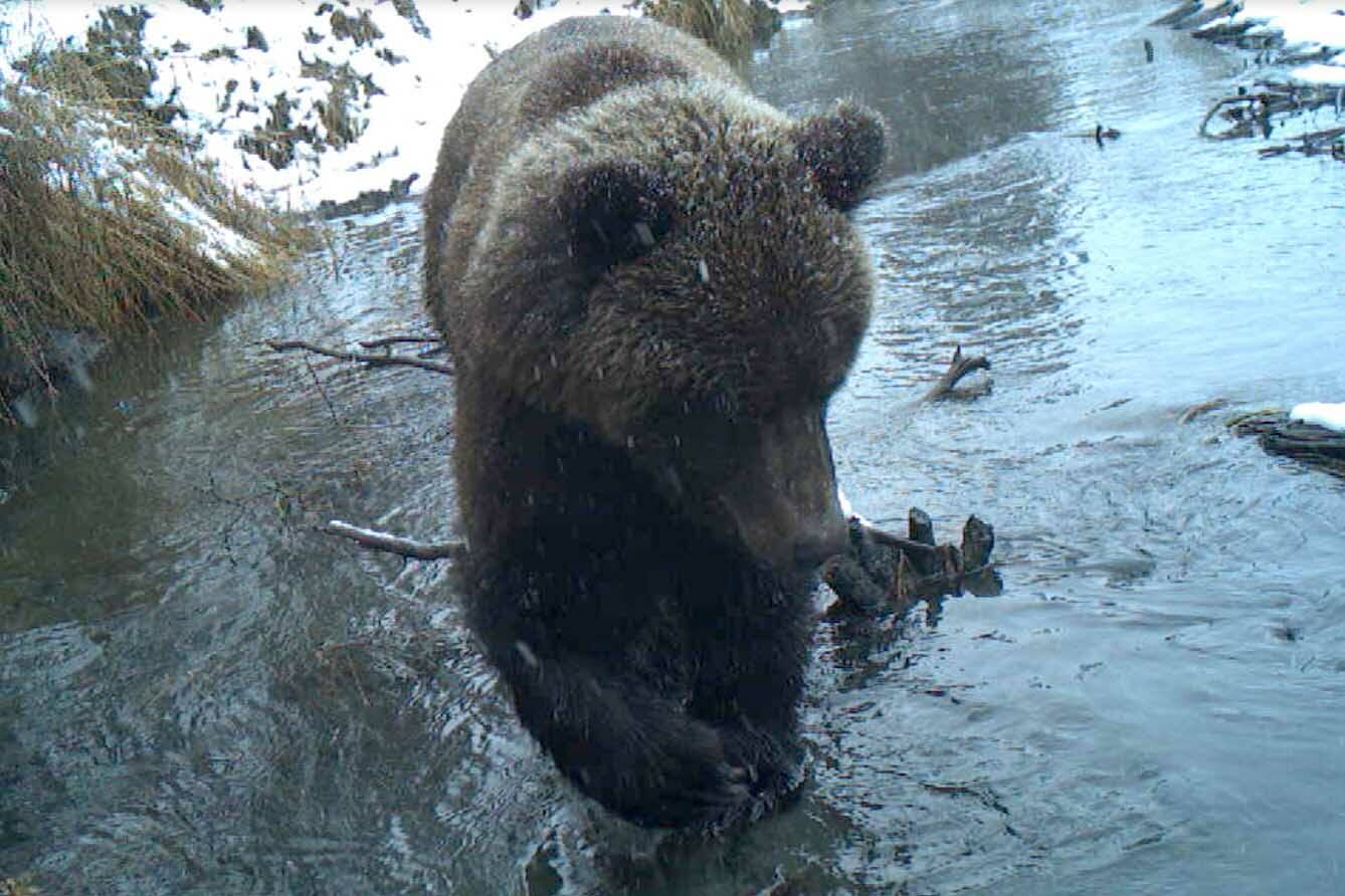 A brown bear on the refuge captured on a trail camera, an example that den entrance and emergence varies and you can expect to see bears at any time of the year. (Image by Colin Canterbury/FWS)