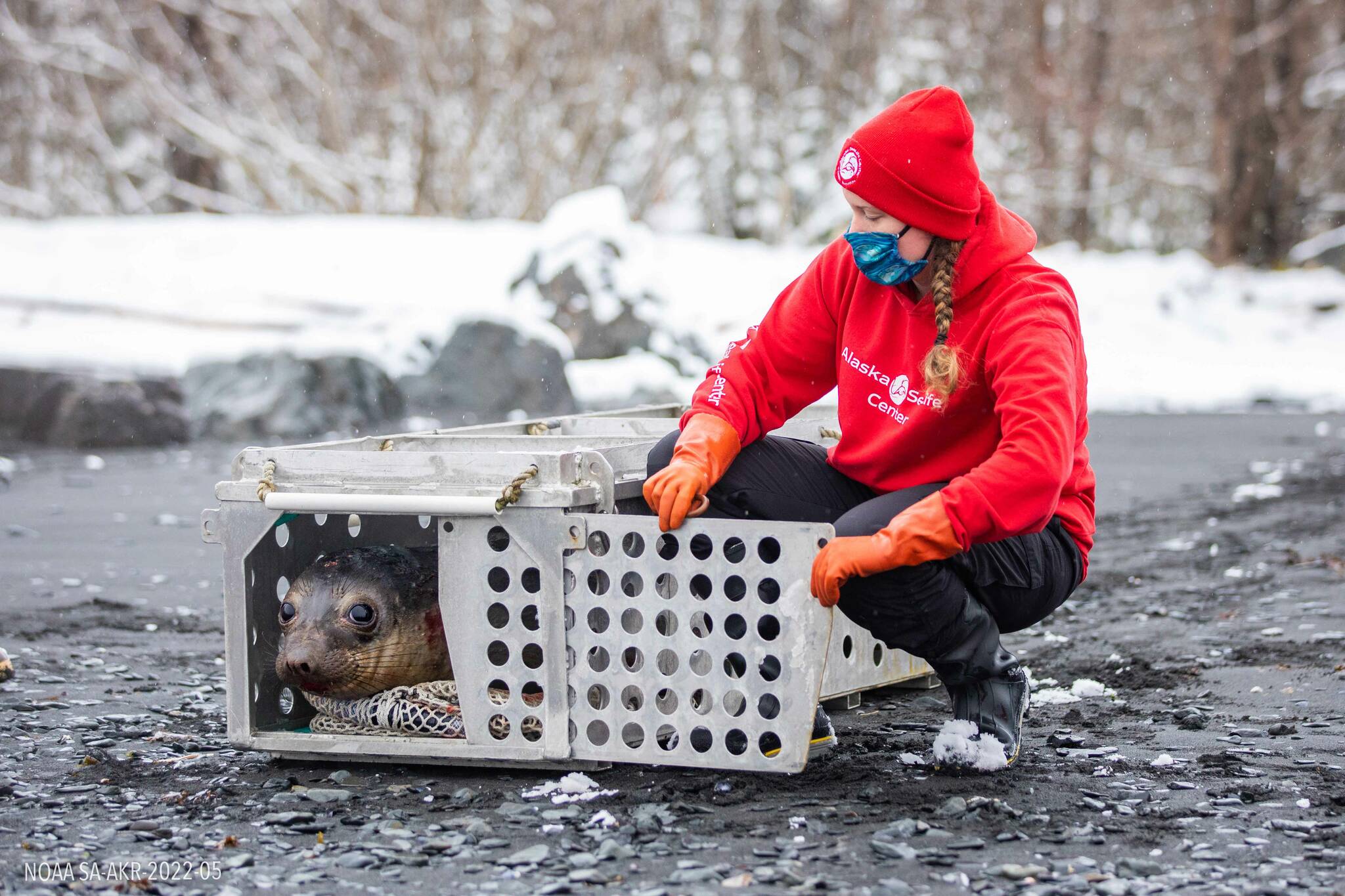 Alaska SeaLife Center Animal Care Specialist Savannah Costner releases a 1-year-old female elephant seal back to the ocean on March 24, 2022, after the animal was admitted as a patient to the ASLC Wildlife Response Program. The 320-pound animal was released near Lowell Point in Seward, Alaska. (Kaiti Grant/Alaska SeaLife Center)
