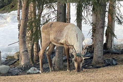 A caribou has holiday lights tangled in its antlers on April 13, 2022. (Photo courtesy of Robin Andree)