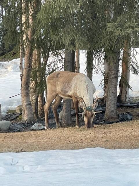 A caribou has holiday lights tangled in its antlers on April 13, 2022, in Soldotna, Alaska. (Photo courtesy of Robin Andree)