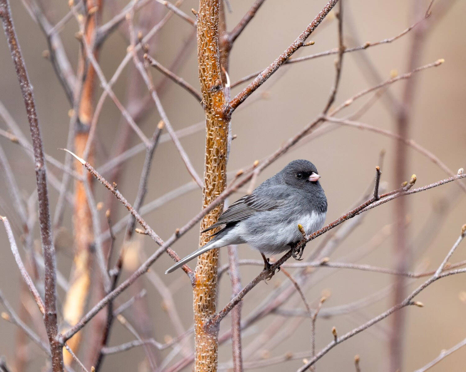 A dark-eyed junco is a bird species that likes to nest in slash and wood piles. (Photo by Colin Canterbury/FWS)