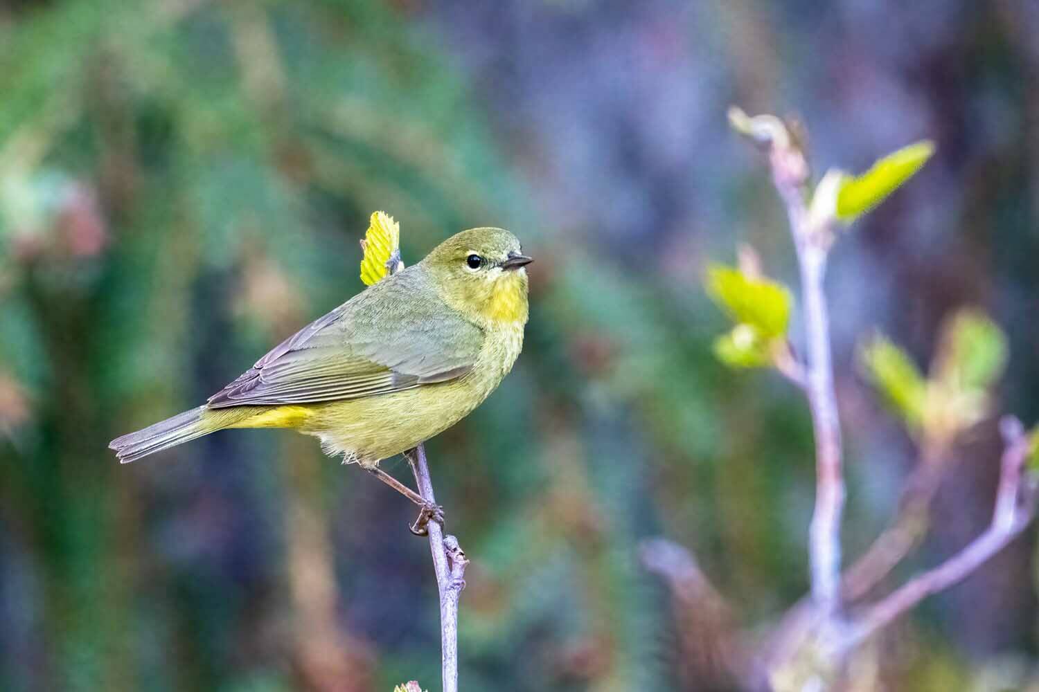 An orange-crowned warbler is one of the bird species that likes to nest in slash and wood piles. (Photo by Colin Canterbury/FWS)