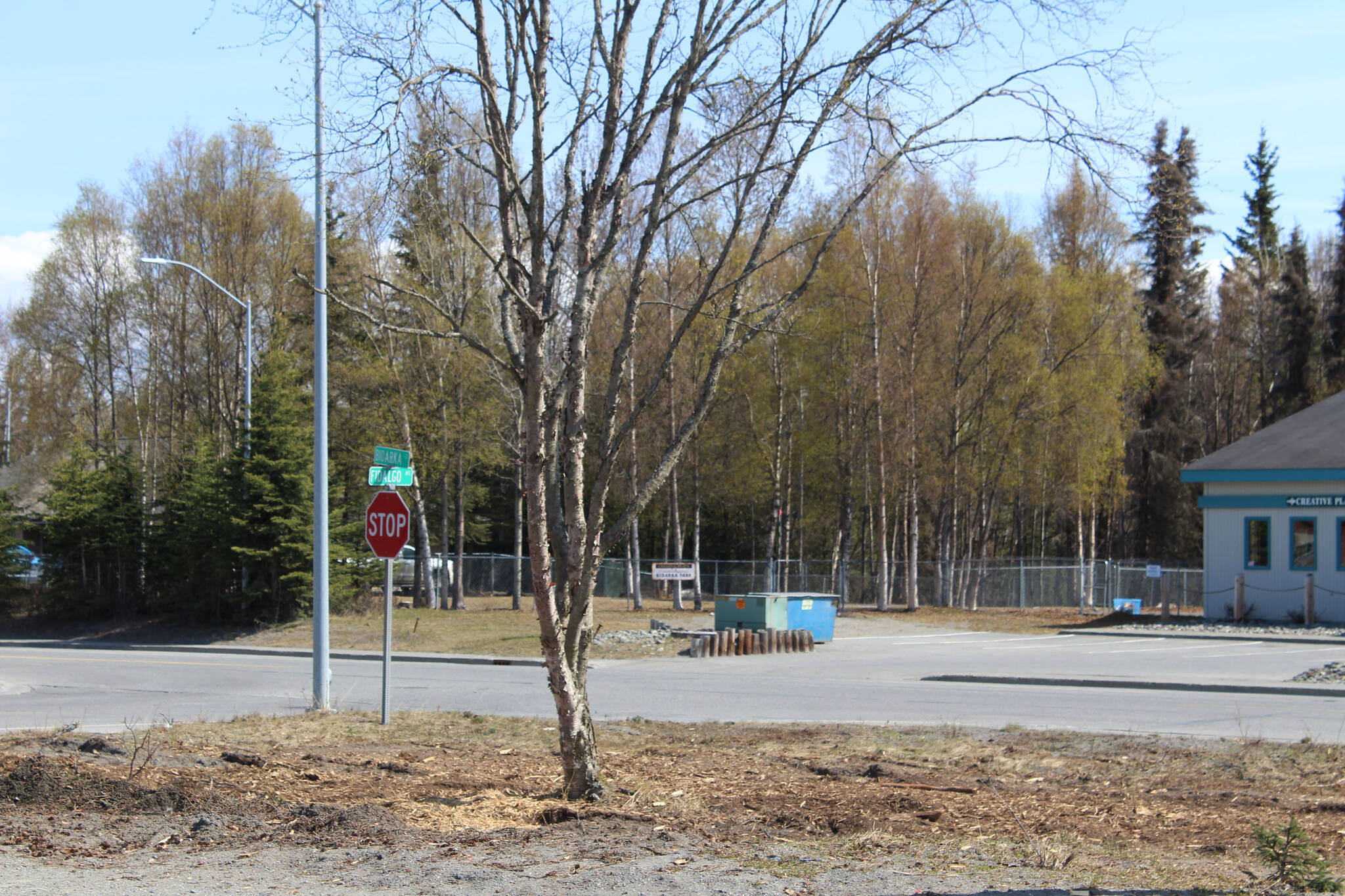 One tree stands in front of the Kenai Post Office on Thursday, May 12, 2022, in Kenai, Alaska. (Ashlyn O’Hara/Peninsula Clarion)