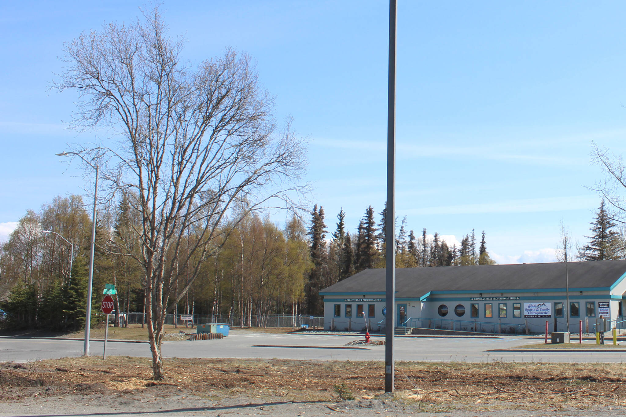 One tree stands in front of the Kenai Post Office on Thursday, May 12, 2022, in Kenai, Alaska. (Ashlyn O’Hara/Peninsula Clarion)