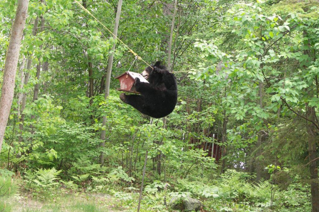 A black bear gets into a bird feeder in April 2005 at Long Lake, Alaska. (Photo courtesy of Alaska Department of Fish and Game)